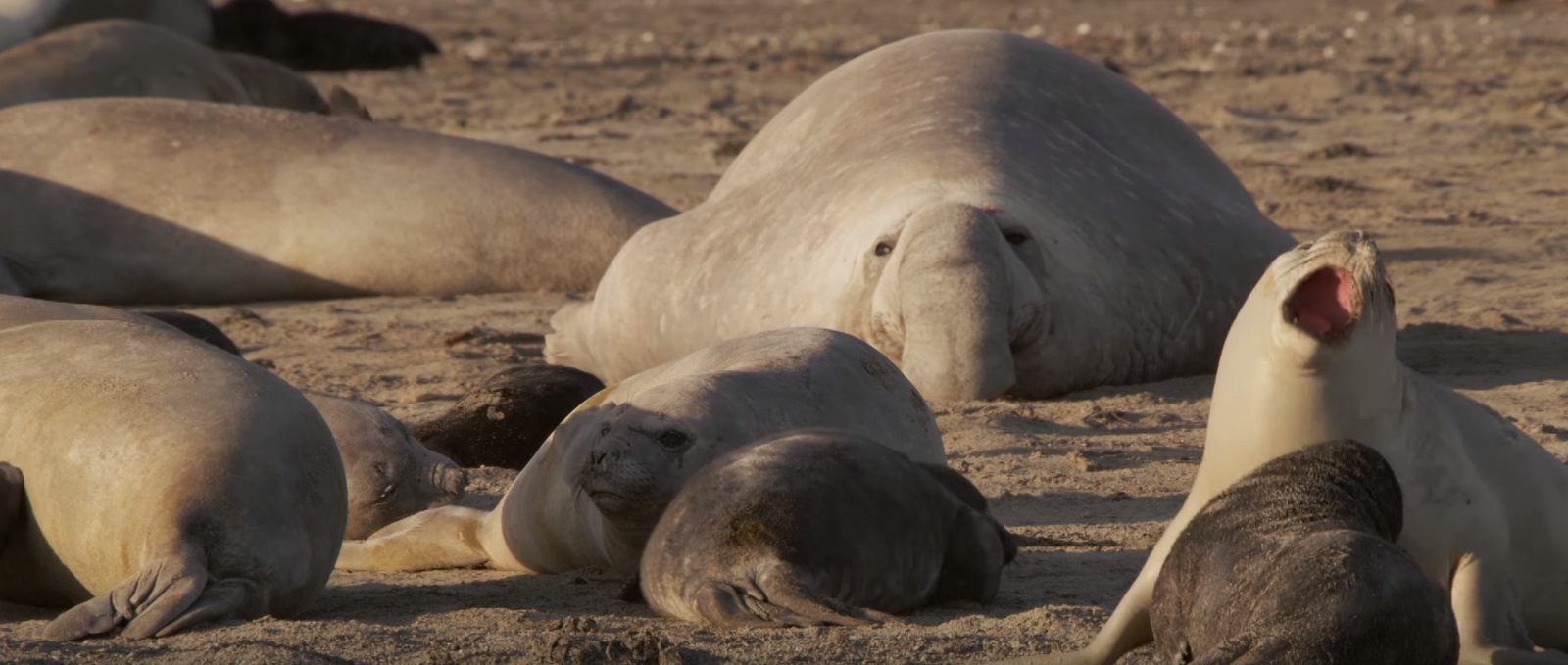 Big Zhdun - Similarity, Zhdun, Nature, Elephant seal