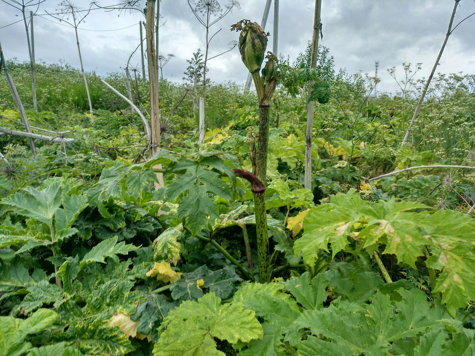 Hogweed almost does not die from roundup. - My, Hogweed, Roundup, Vitality, Longpost