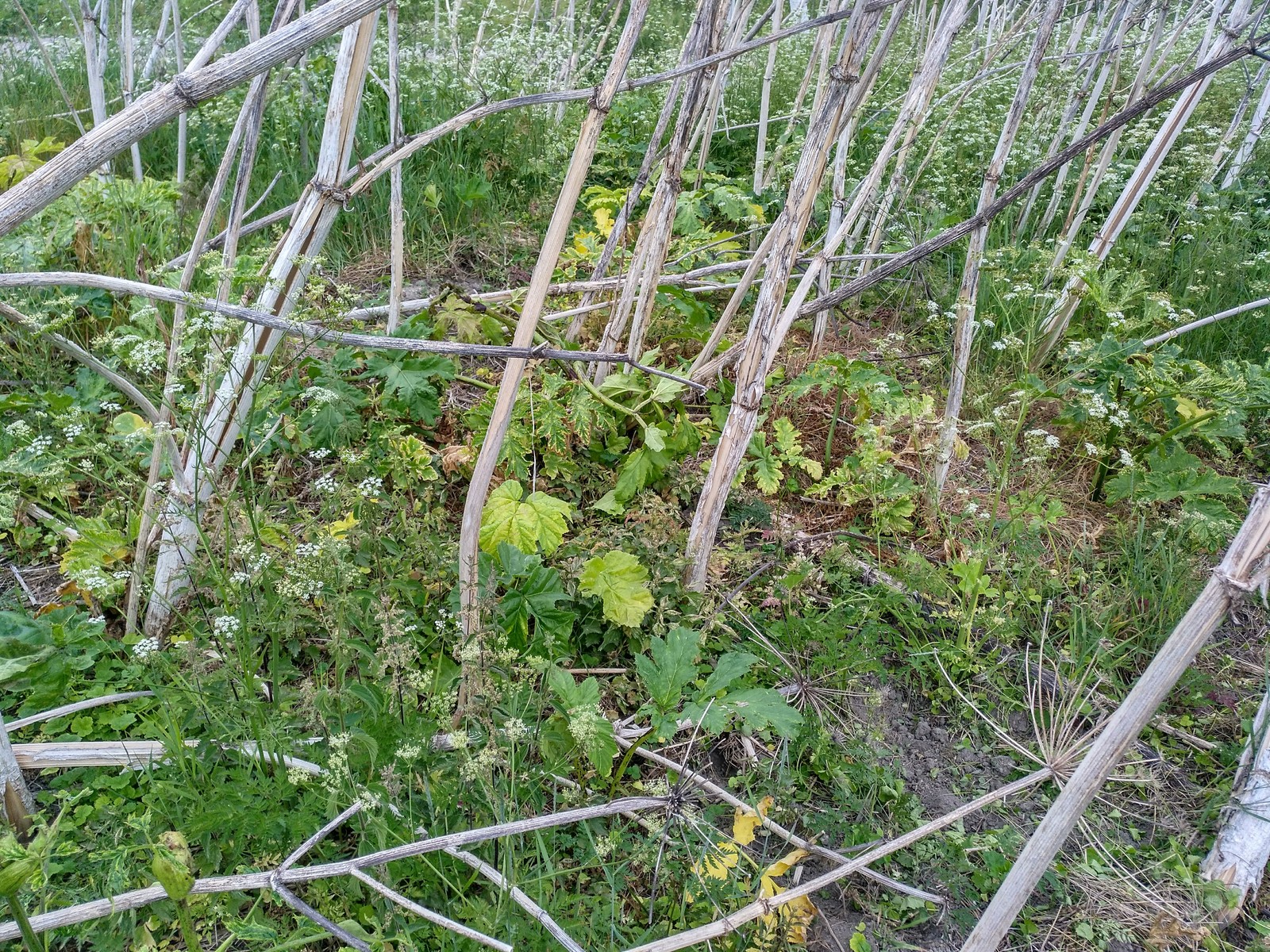 Hogweed almost does not die from roundup. - My, Hogweed, Roundup, Vitality, Longpost