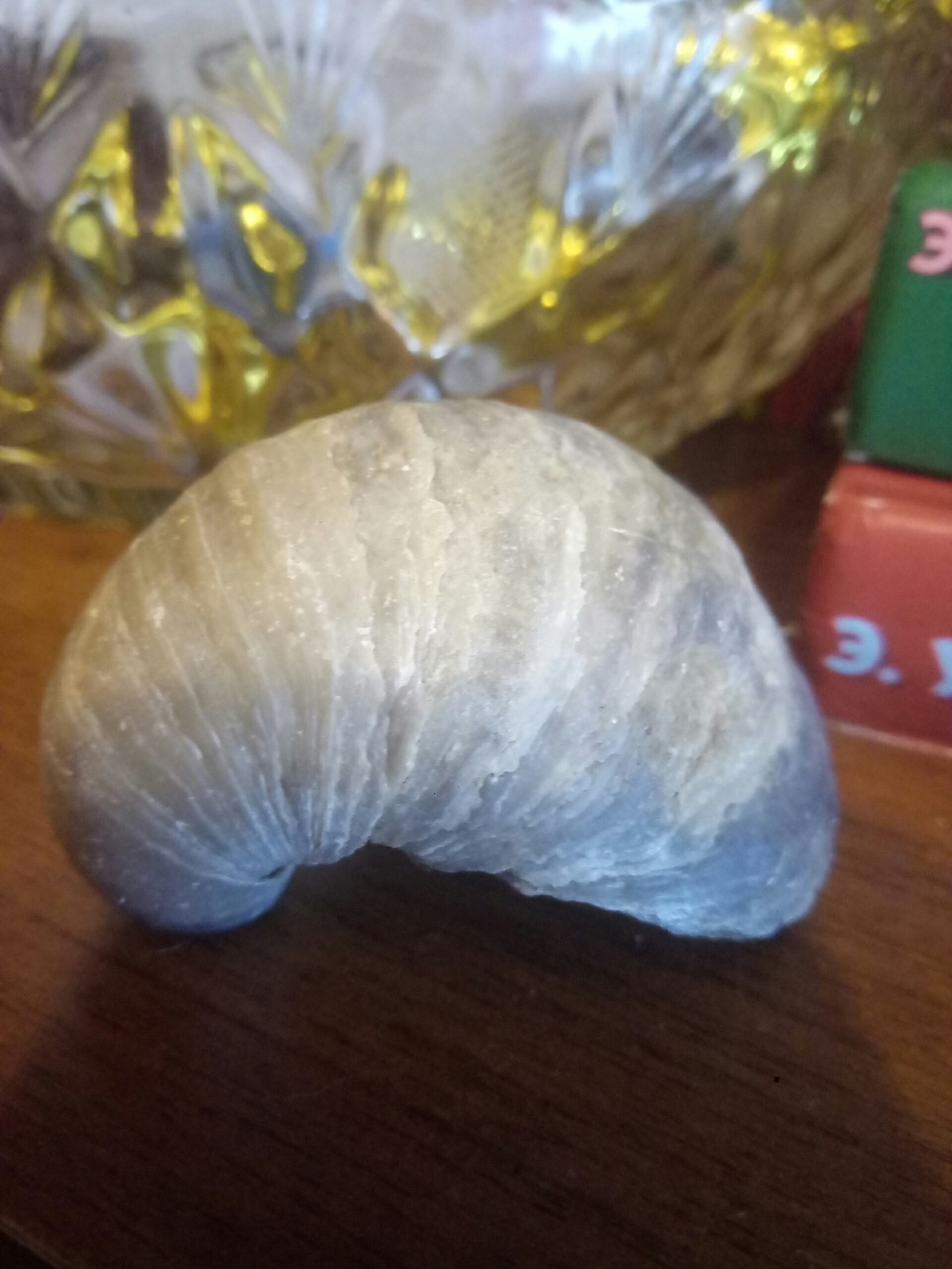 What kind of Pokemon is this? - My, Paleontology, Seashells, Longpost