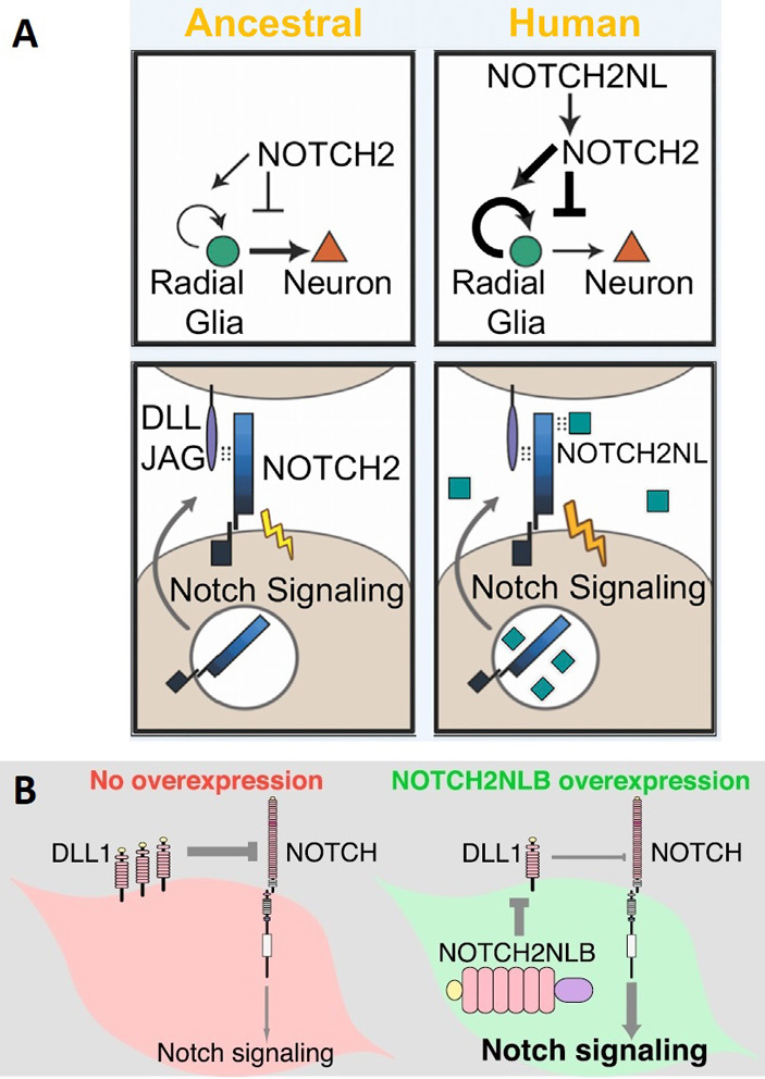 The human brain is so big thanks to the Notch2NL family of genes. - The science, Brain, Genetics, Copy-paste, Elementy ru, Longpost