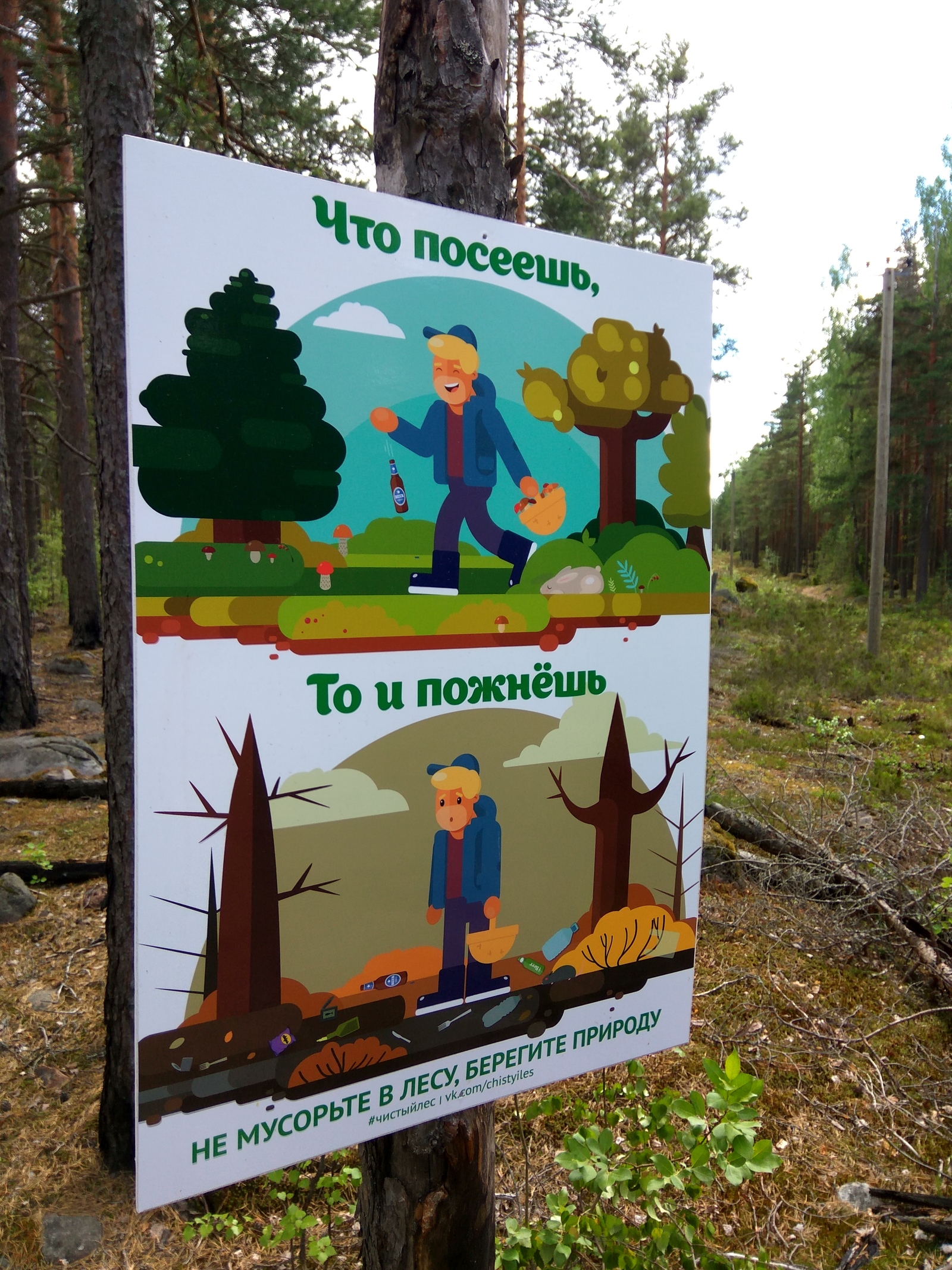 There are no mushrooms, but there is enough garbage - My, Forest, Clean forest, Garbage, Cleaning, Longpost, Chistoman