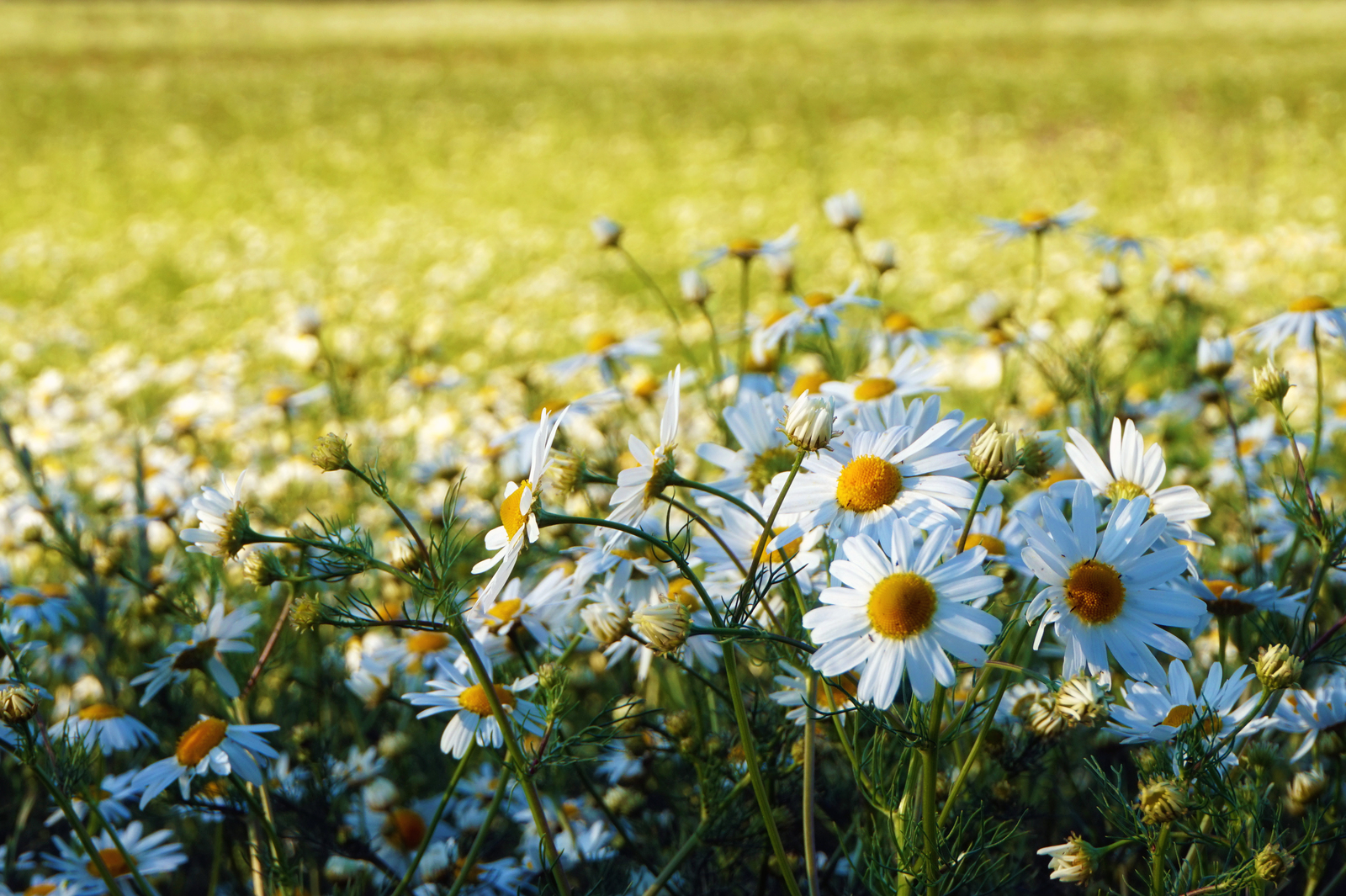 Chamomile - My, Chamomile, The photo, Summer