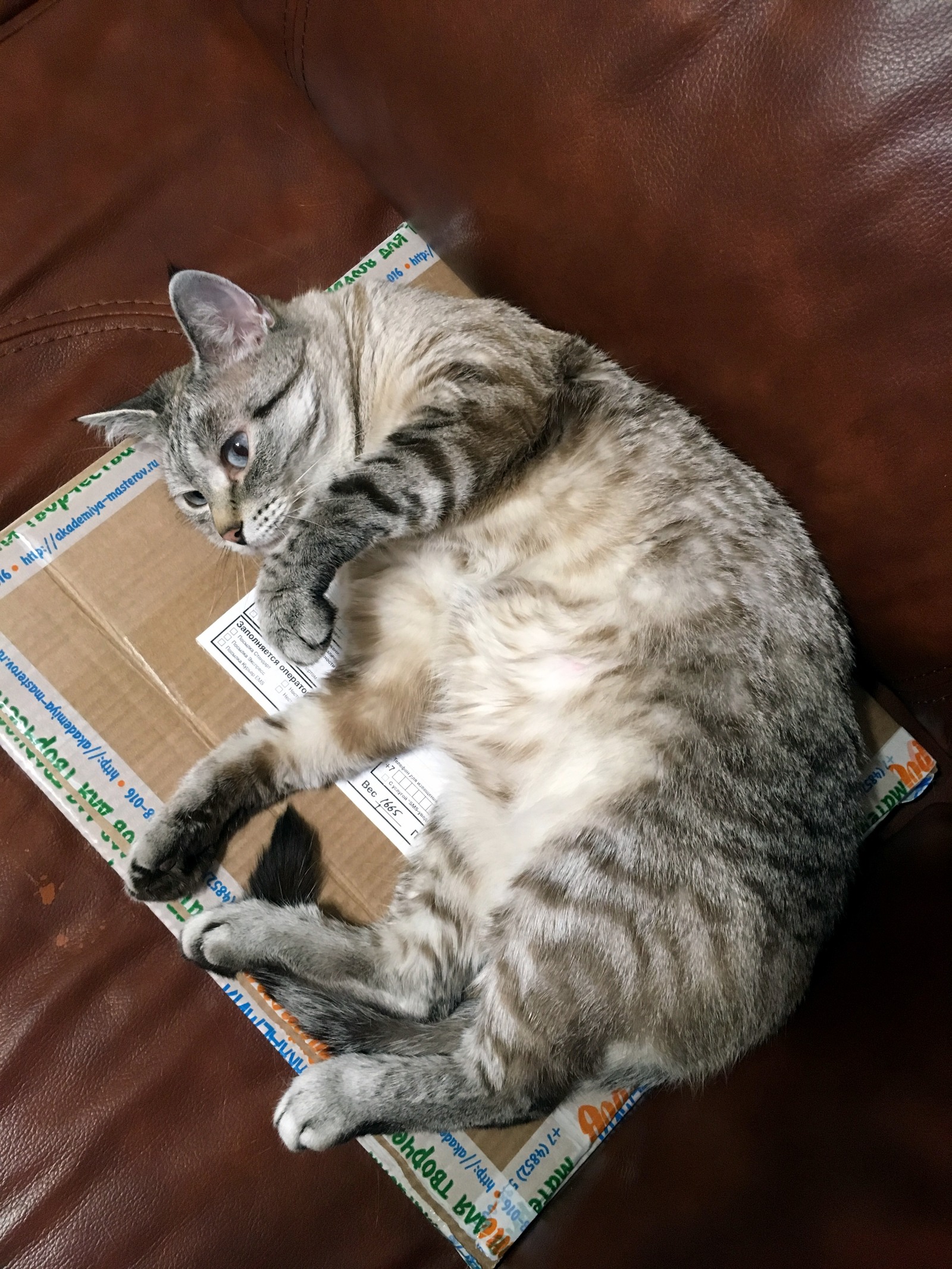 About cats' love for boxes - My, The photo, Longpost, Pets, cat