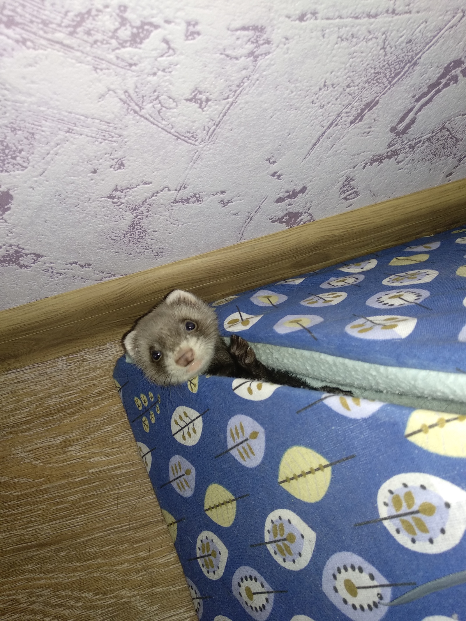 Addition of choirs - My, Ferret, Pets, , Longpost