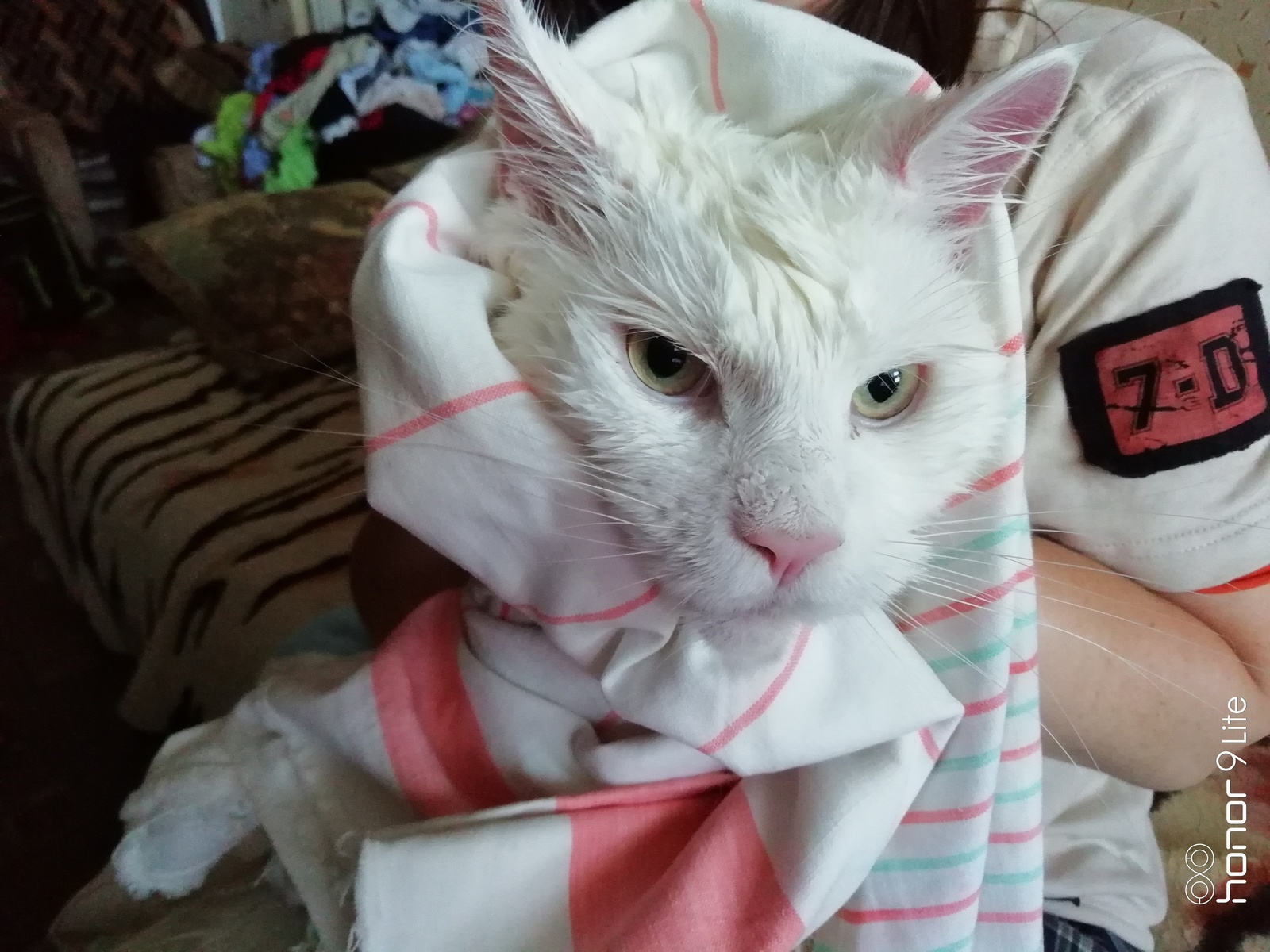 Hidden threat... - My, cat, Maine Coon, the washing up, The photo, Longpost