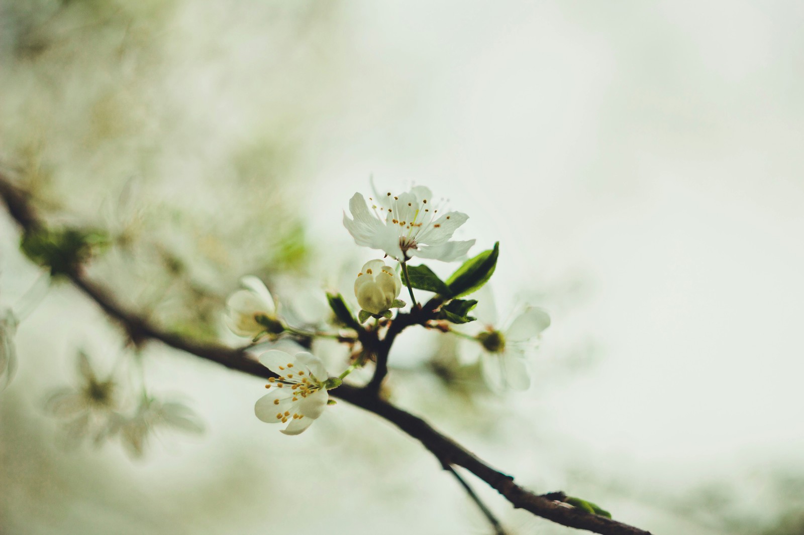 Bokeh post. - My, The photo, Bokeh, Helios, Nature, Canon, beauty, Flowers, Insects, Longpost