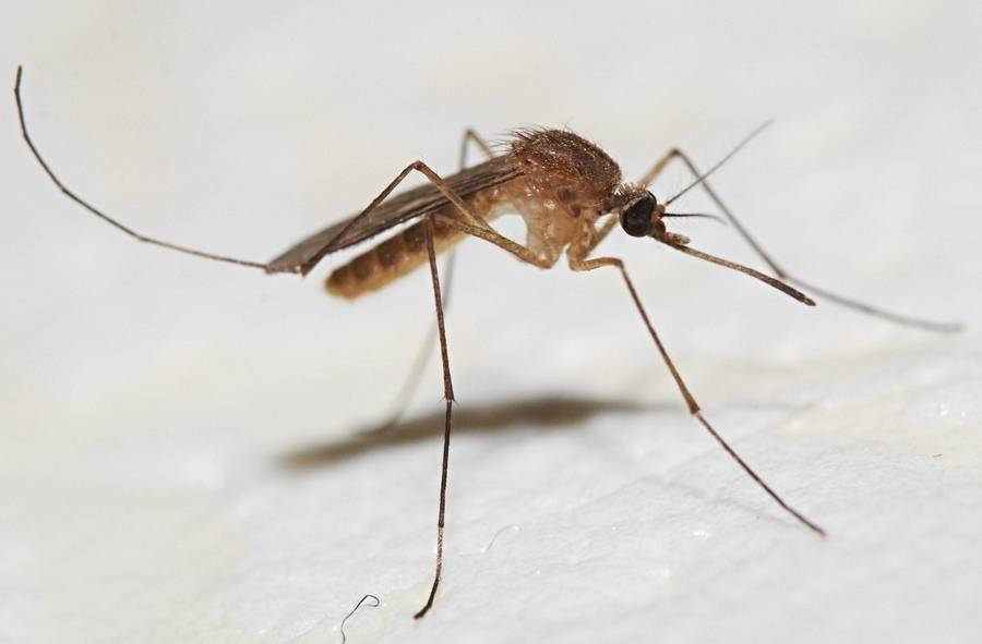 mosquito sadist - My, Mosquitoes, Sadism, Trap, Children