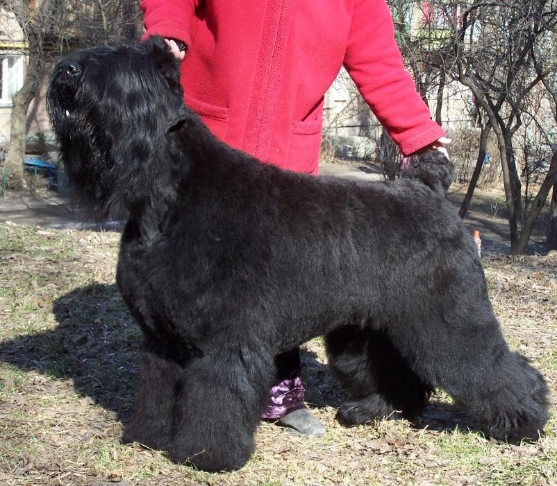 About breeds of dogs. - Dog, Dog breeds, Russian Black Terrier, Longpost, Video