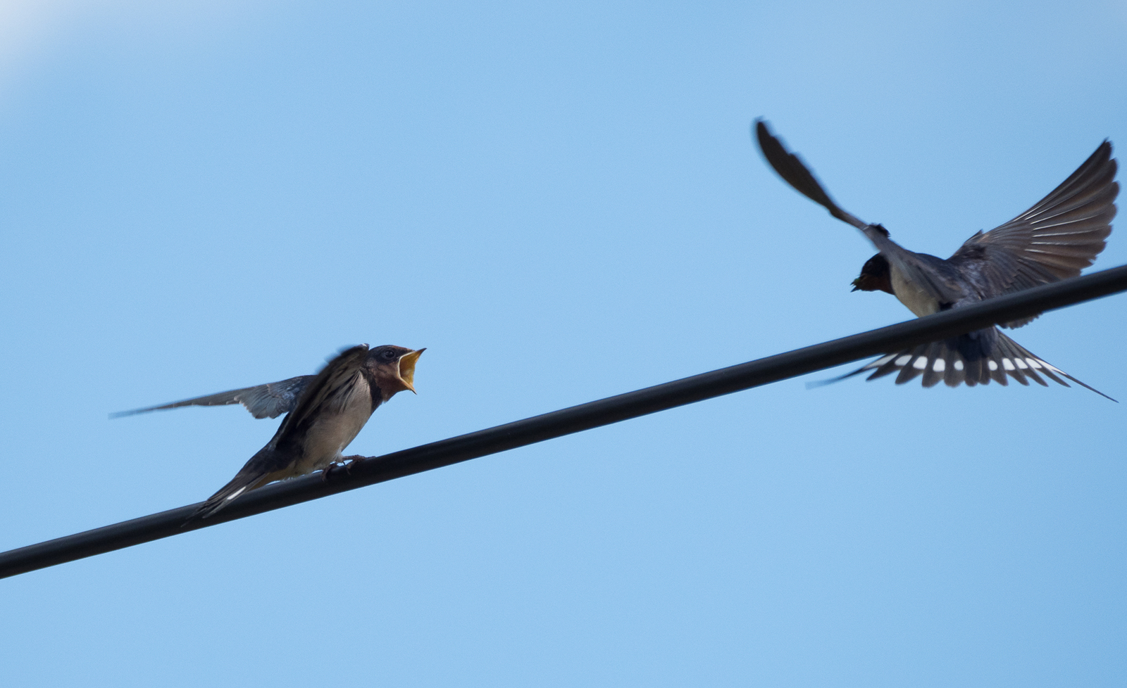 The swallow feeds the chick - My, Martin, Chick, Feeding, Longpost