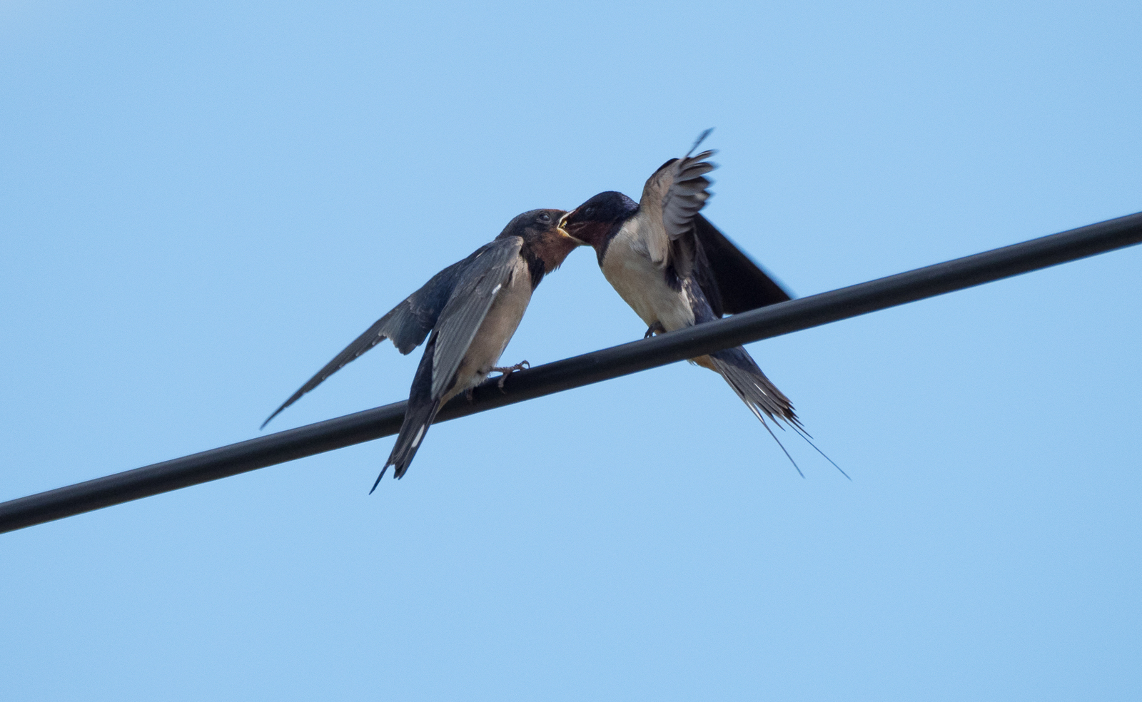 The swallow feeds the chick - My, Martin, Chick, Feeding, Longpost