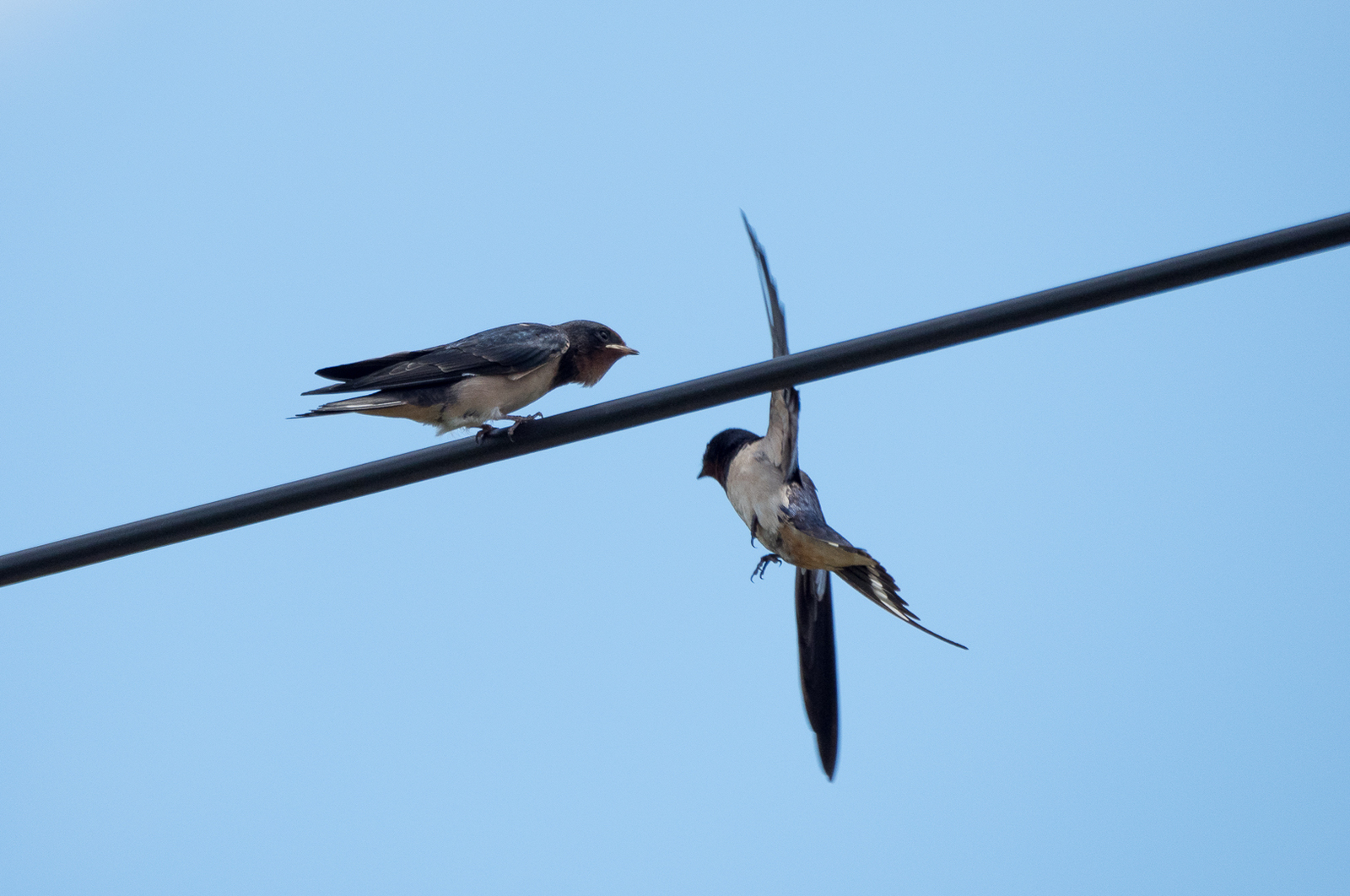 The swallow feeds the chick - My, Martin, Chick, Feeding, Longpost