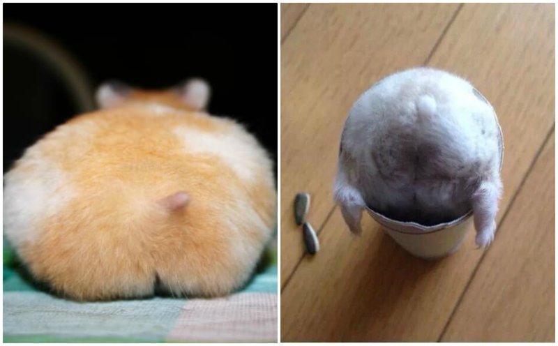 Hamster butts are the cutest new mood booster - The photo, Hamster, Booty, Milota, Longpost