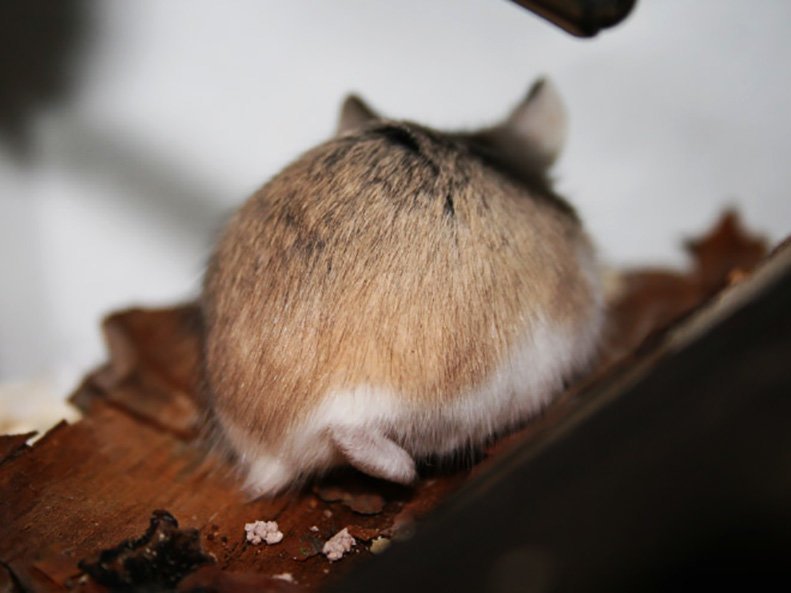 Hamster butts are the cutest new mood booster - The photo, Hamster, Booty, Milota, Longpost