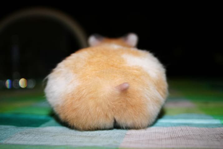 Hamster butts are the cutest new mood booster - The photo, Hamster, Booty, Milota, Longpost