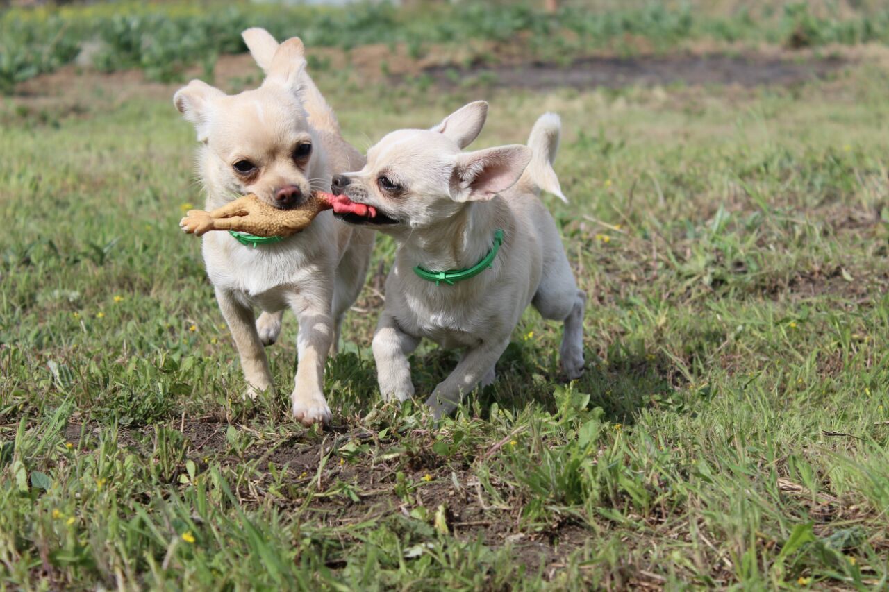 Sanka and Panka after 7 months. - My, Dog, Sister, Chihuahua, My, Longpost, Sisters