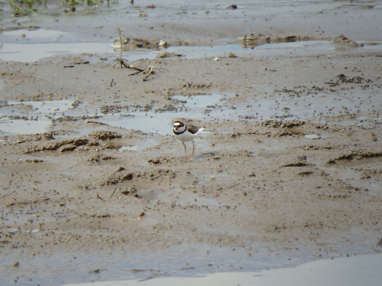 small plover - My, small plover, , Birds, , Ob, Krasny Yar, Longpost