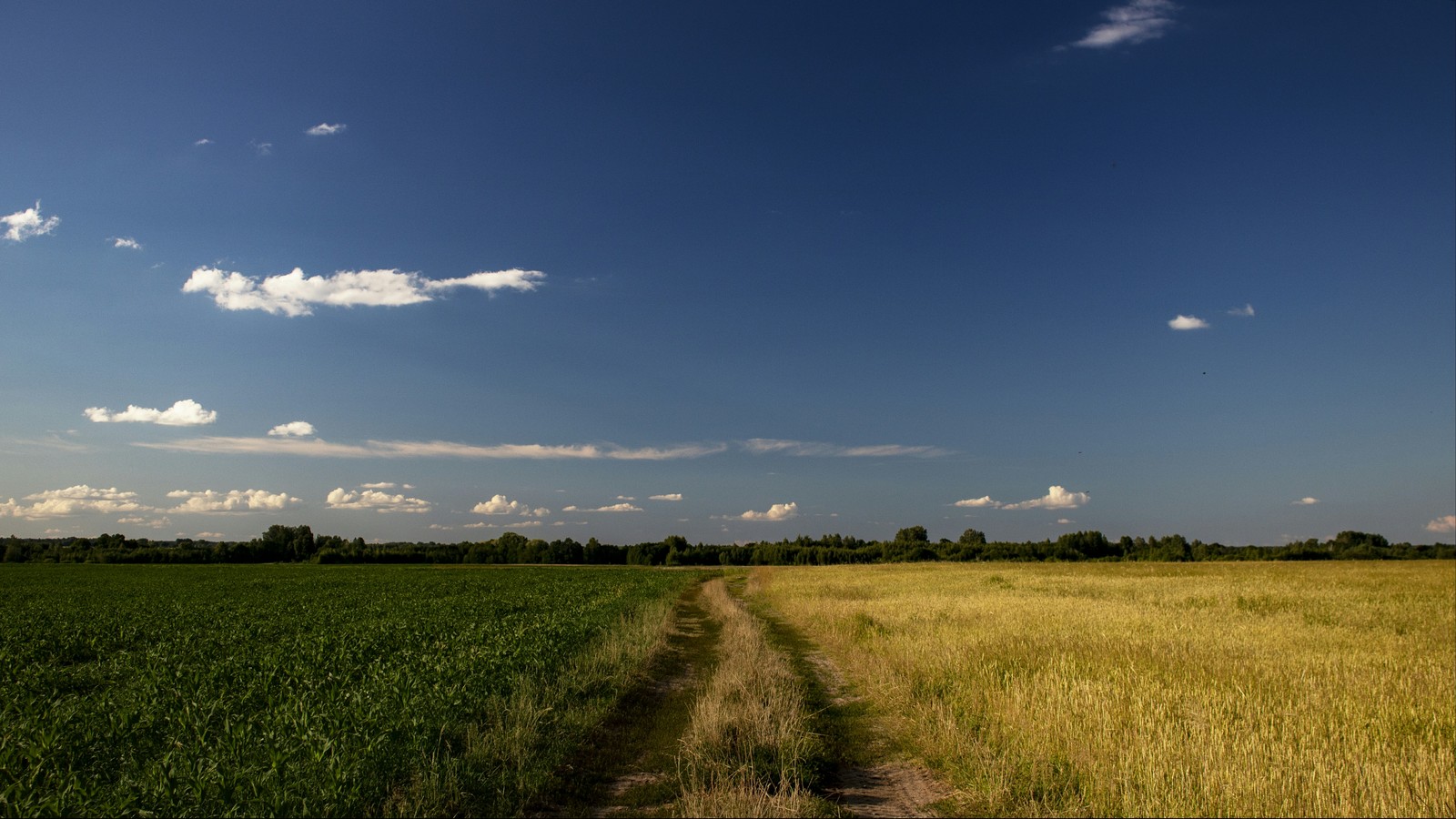 flower border - My, Nature, Summer, Field, Road