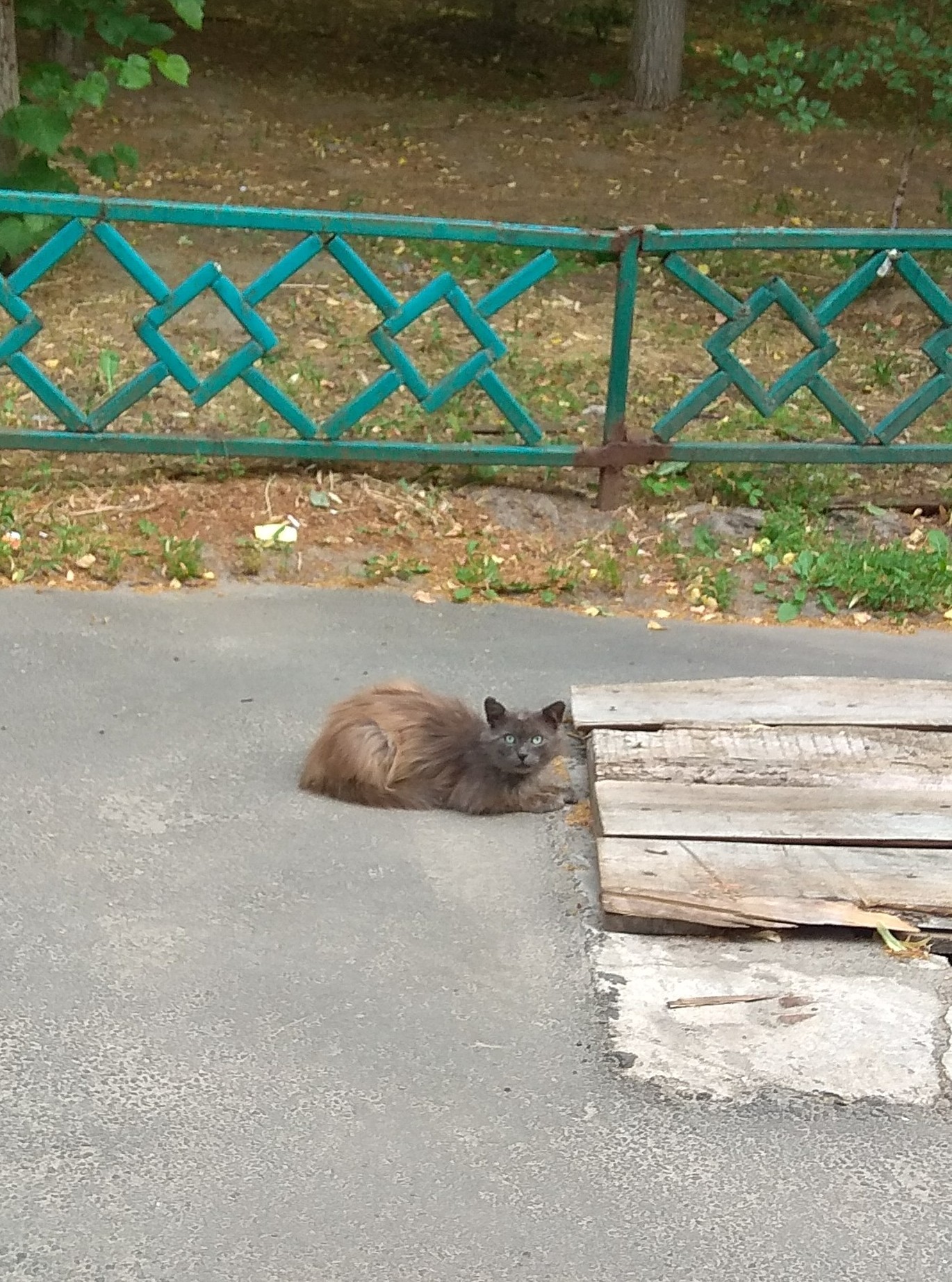 Рыжий кот с серой головой. - Моё, Кот, Мутант, Пушистые, Генетика