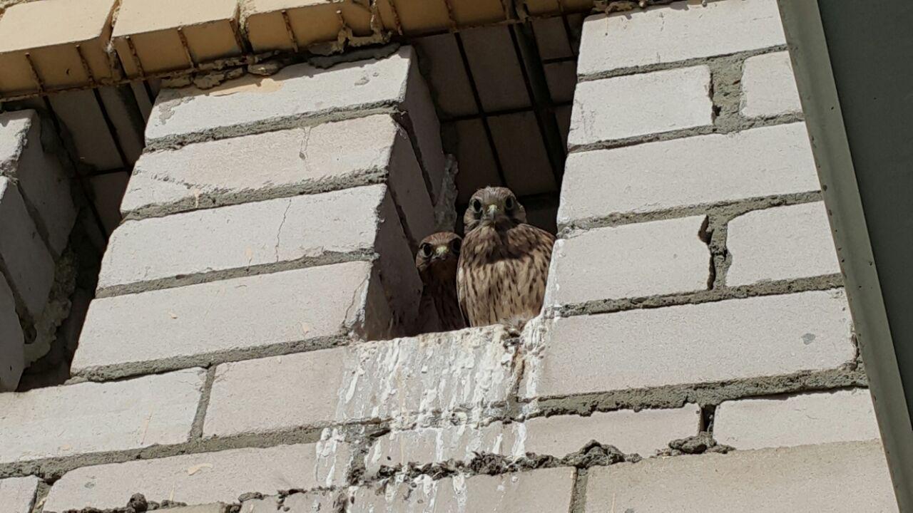 Neighbours - My, Falcon, Kestrel, Birds, Predator birds, Longpost, Orel city