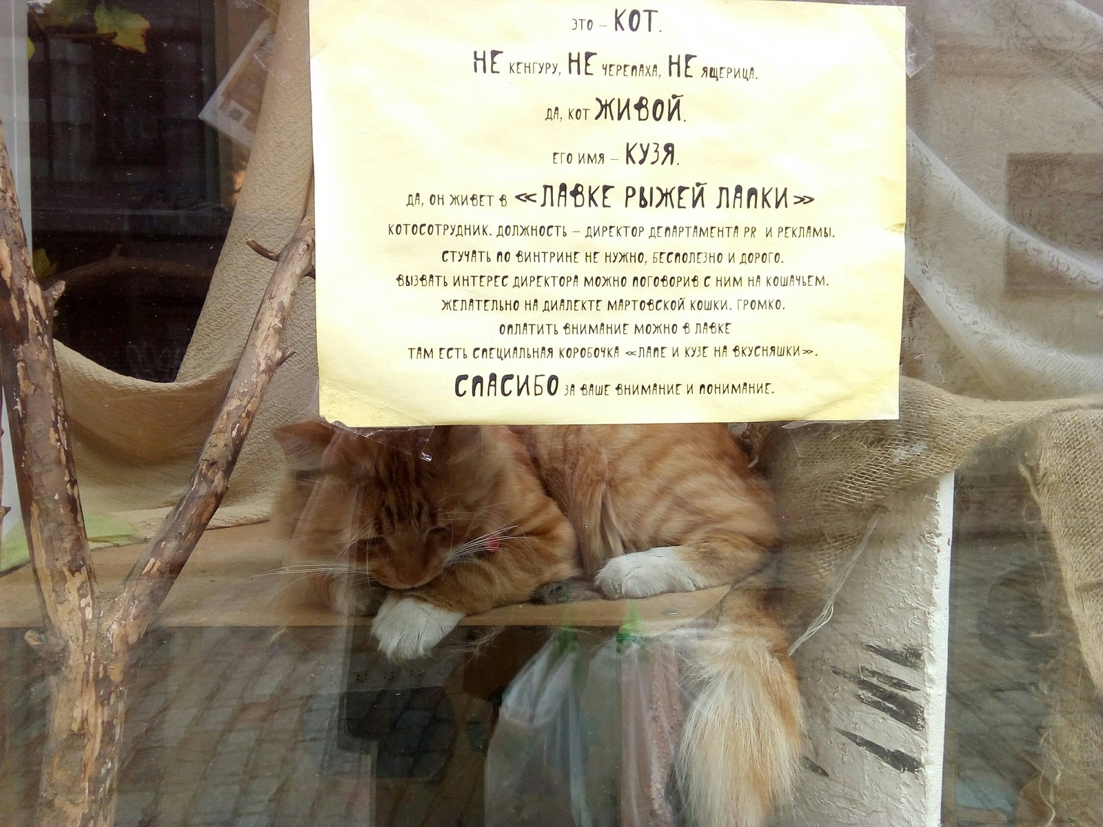 Cat - cat, Vyborg, Announcement