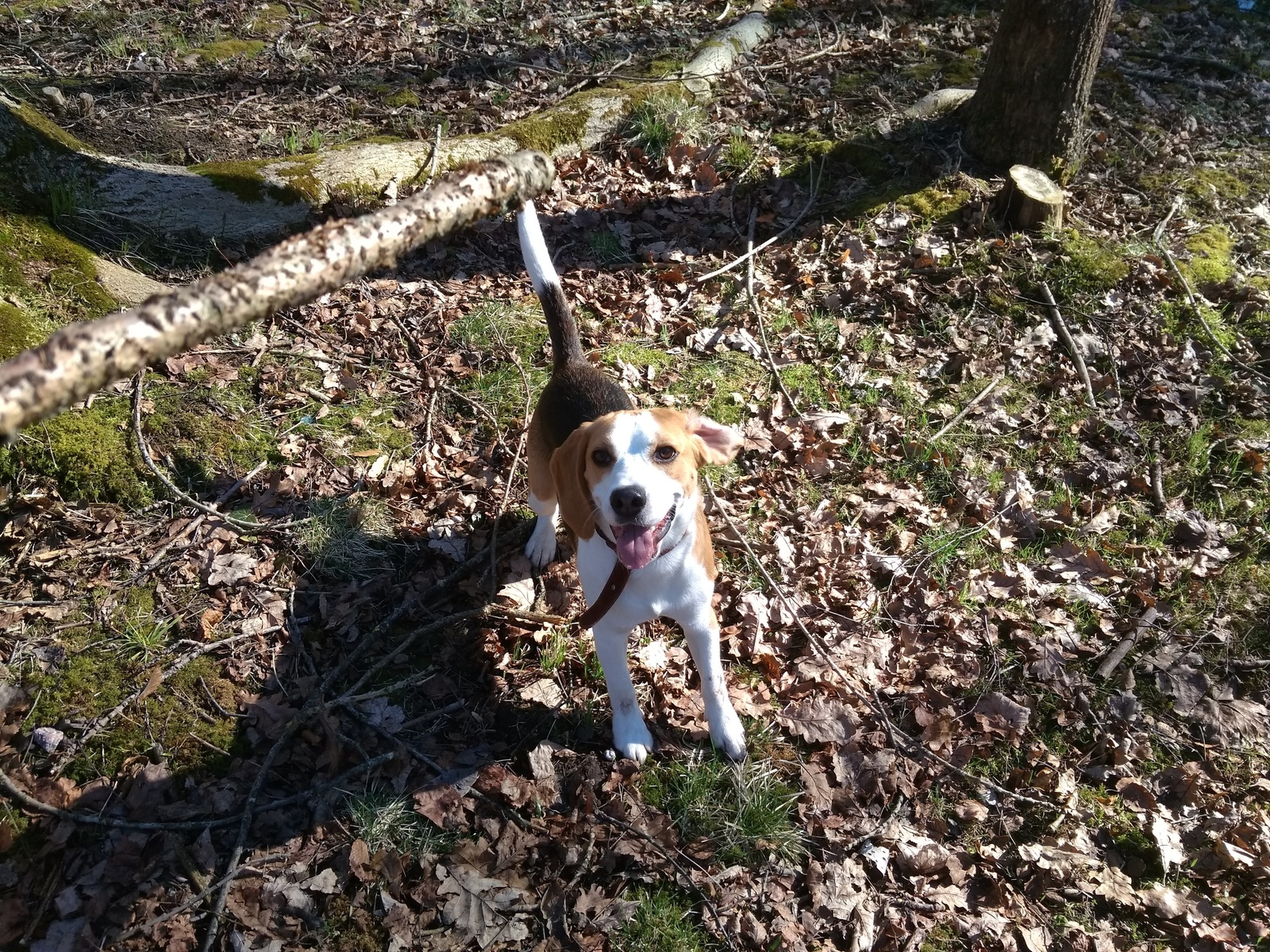 Beagle, was – became. - My, Dog, Beagle, It Was-It Was, Longpost