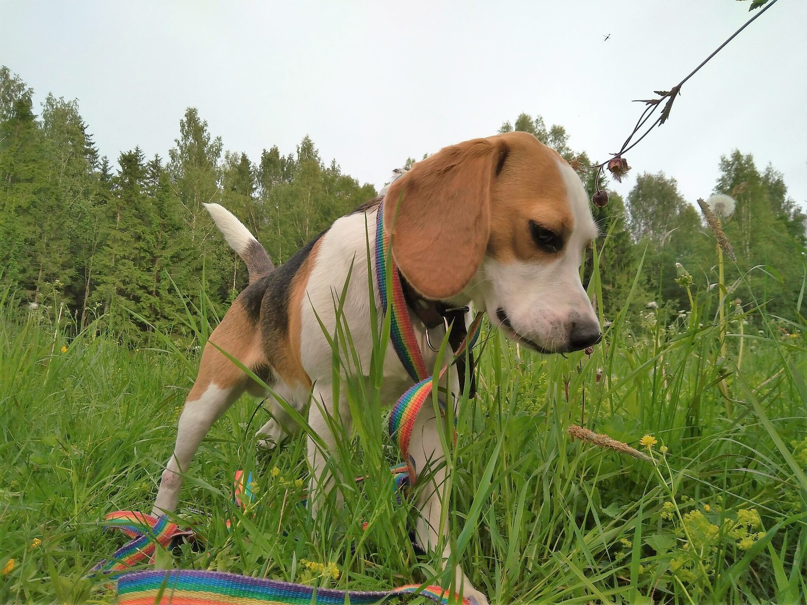 Beagle, was – became. - My, Dog, Beagle, It Was-It Was, Longpost