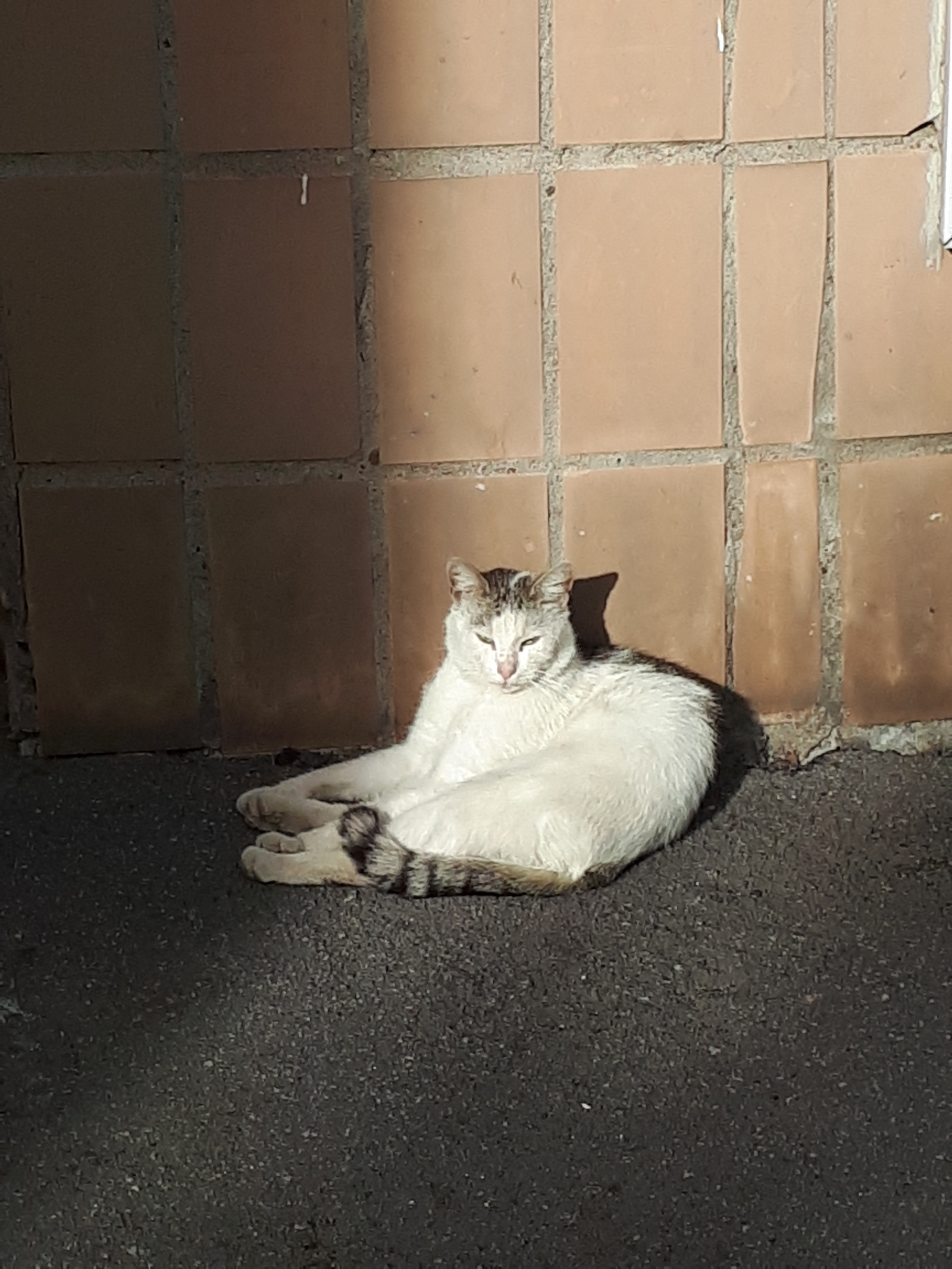 A cat in the evening sun is in your feed! - cat, The sun, Relax, Relaxation