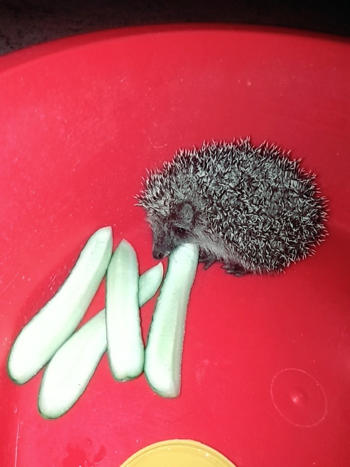 Hedgehog) - My, Hedgehog, House in the woods, Longpost