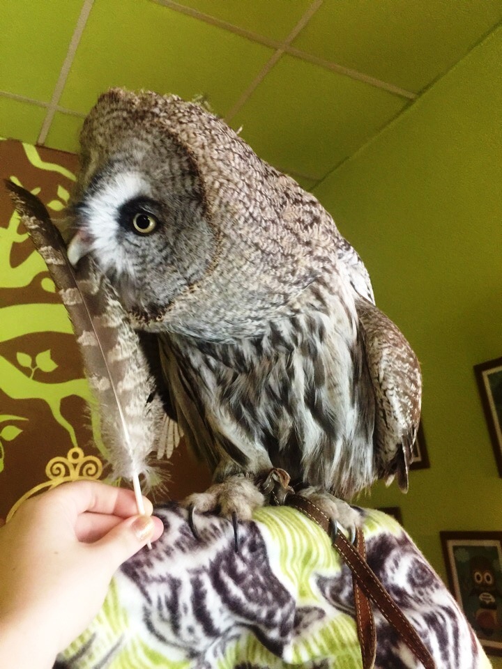 Myrcella and feather - My, Antikafe, owl house, Owl, Longpost