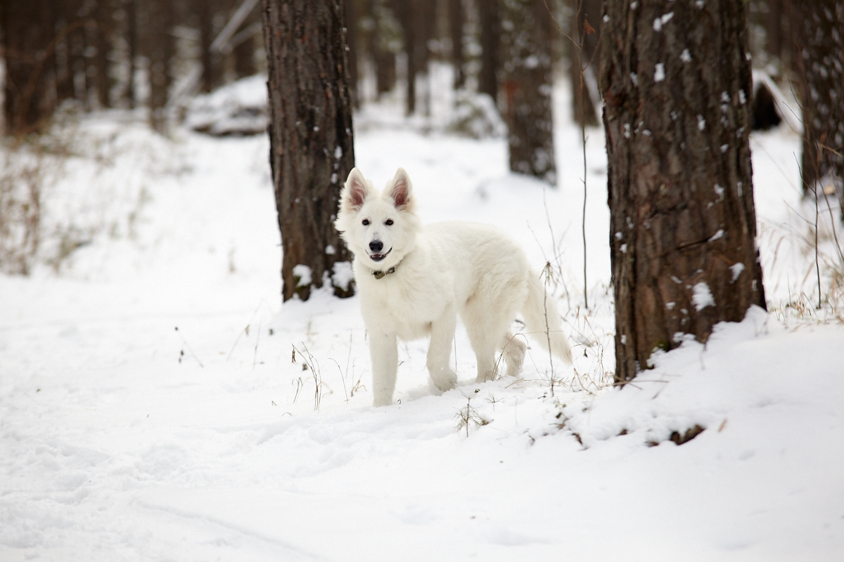 The life of a shepherd named Caesar. - My, Dog, White swiss shepherd, Longpost, The photo, Animals, Family