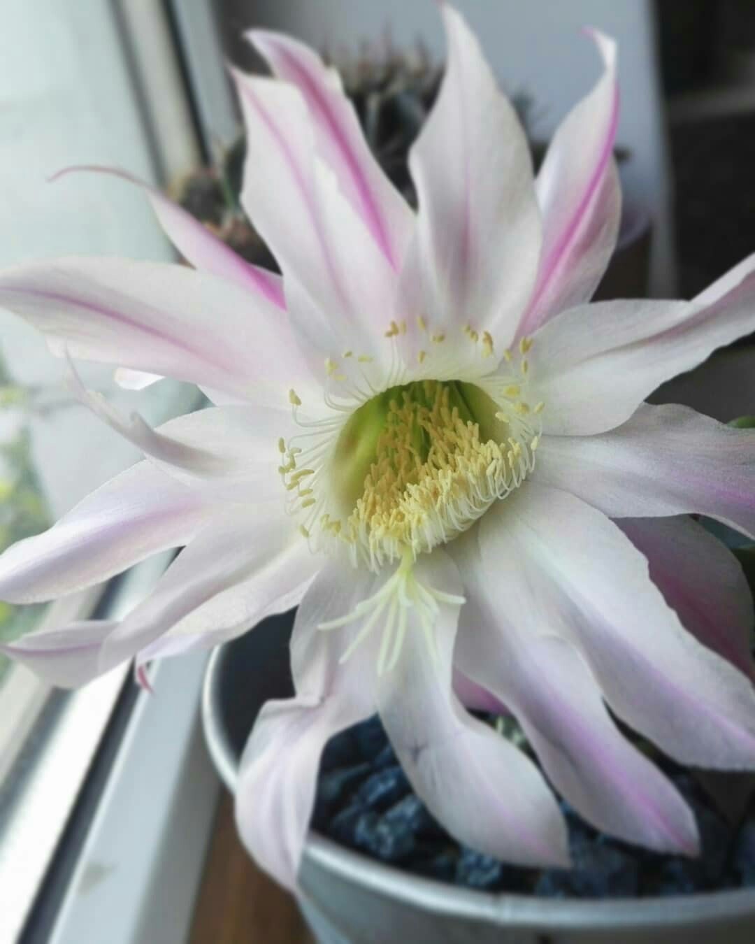 For the first time, in its long cactus life, it bloomed - My, Blooming cacti, Cactus, Bloom, No filters, Longpost