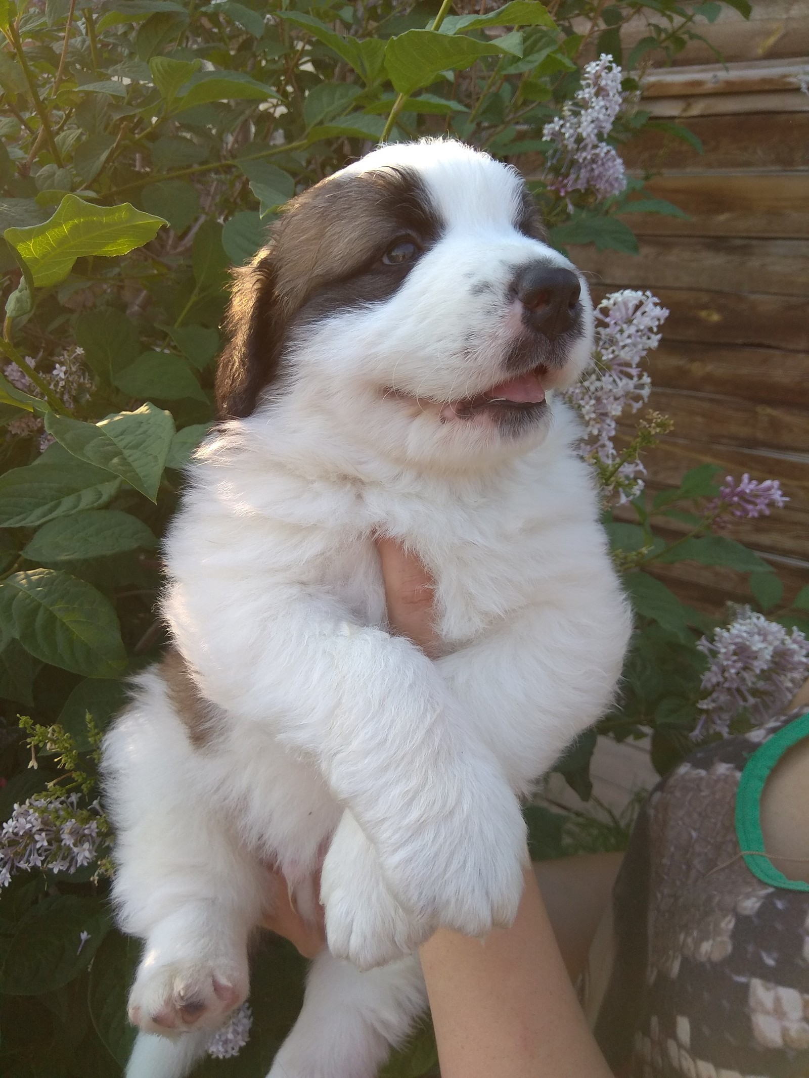 puppies - My, Moskovskaya storozhevaya, Puppies, Summer, Milota, Longpost, Dog