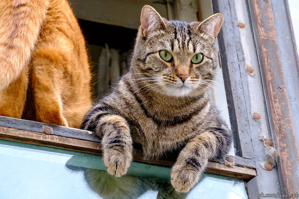 Cats on the Fontanka :)) - cat, Saint Petersburg, Fontanka, Longpost, The photo