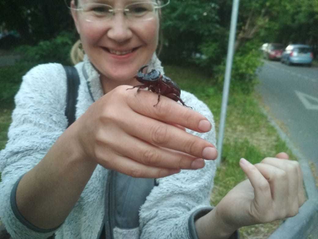 Who is on us with a rhinoceros? - My, Rhinoceros beetle, Moscow, The rescue, Longpost, Insects