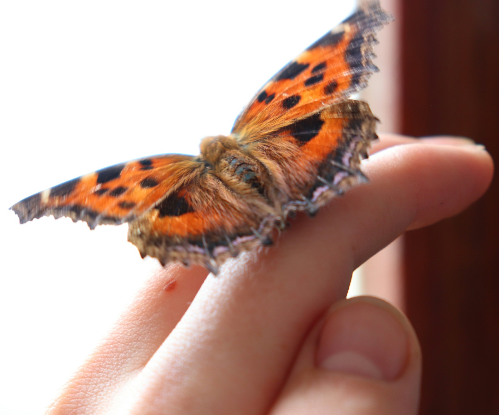 Unexpected guest - My, Butterfly, The photo, Nature, Canon, Uninvited guests, Milota, Unusual, Unexpected, Longpost