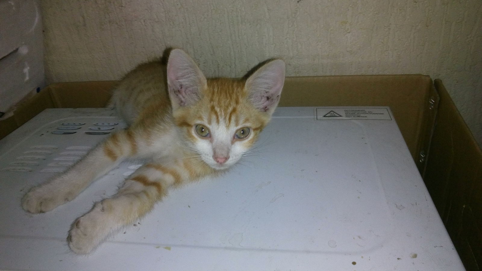 Rostov-on-Don. A beautiful kitten is looking for a home. - In good hands, cat, No rating, Freebie, Rostov-on-Don, Longpost, Is free!