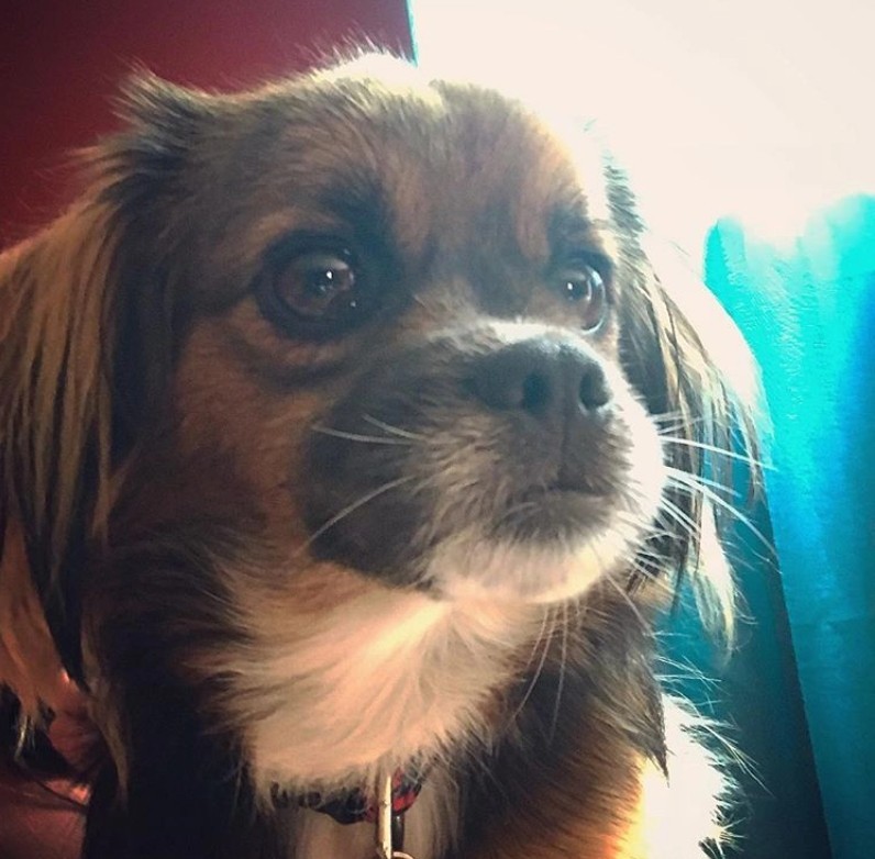 Tibetan spaniel, origin. - Long post with continuation, Dog breeds, Longpost, Dog