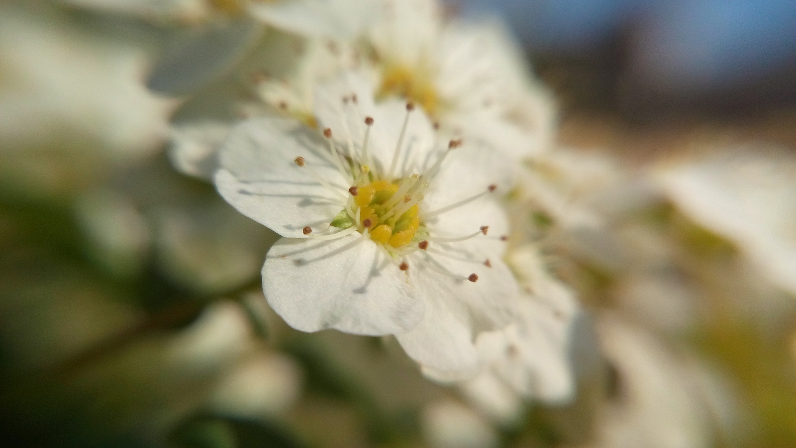 Cat nose and more - My, Cat nose, Nibelung, cat, Macro photography, Flowers, Milota