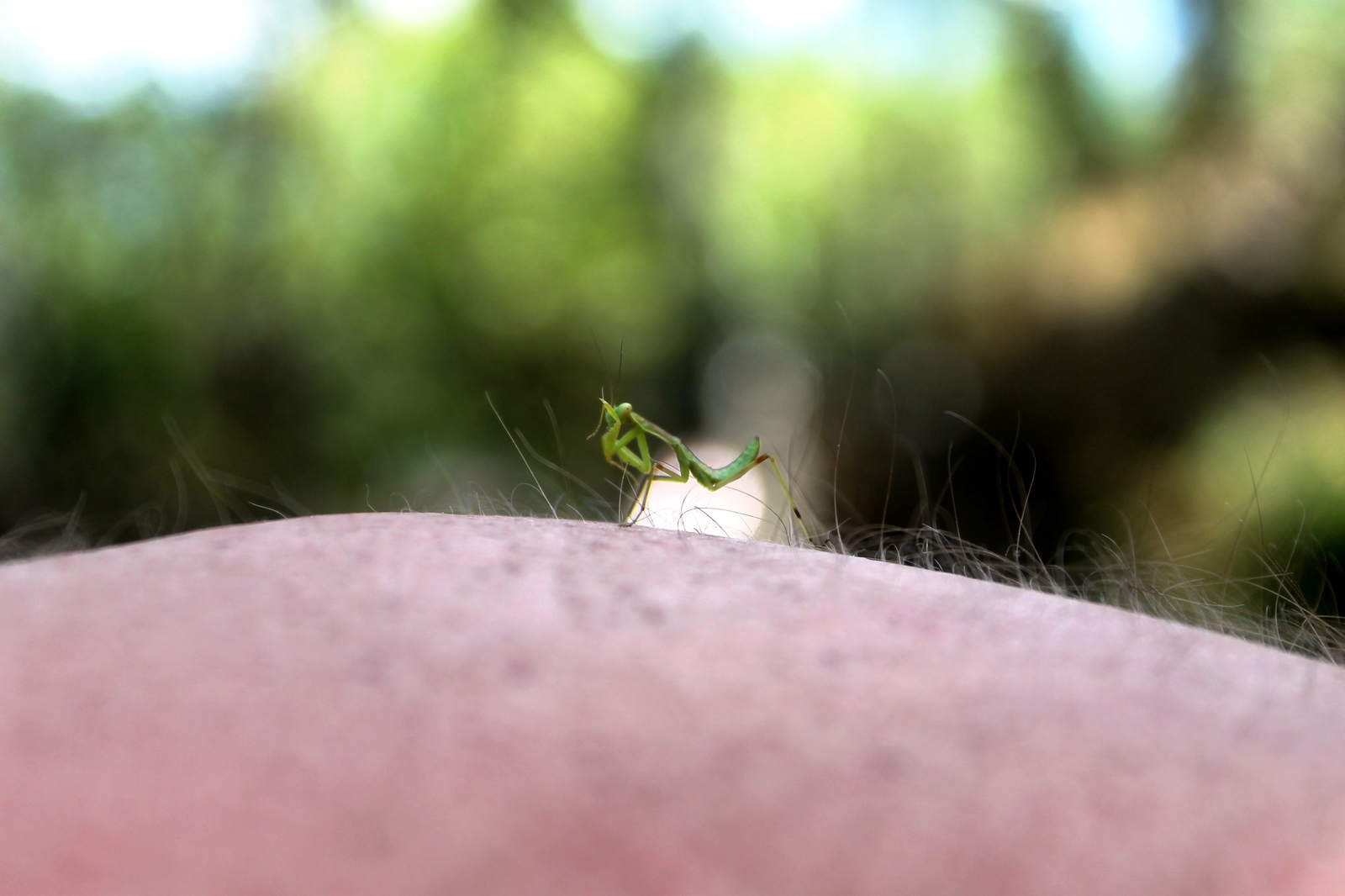 Photo with praying mantis - My, Mantis, Insects, Crimea, Hike, Longpost