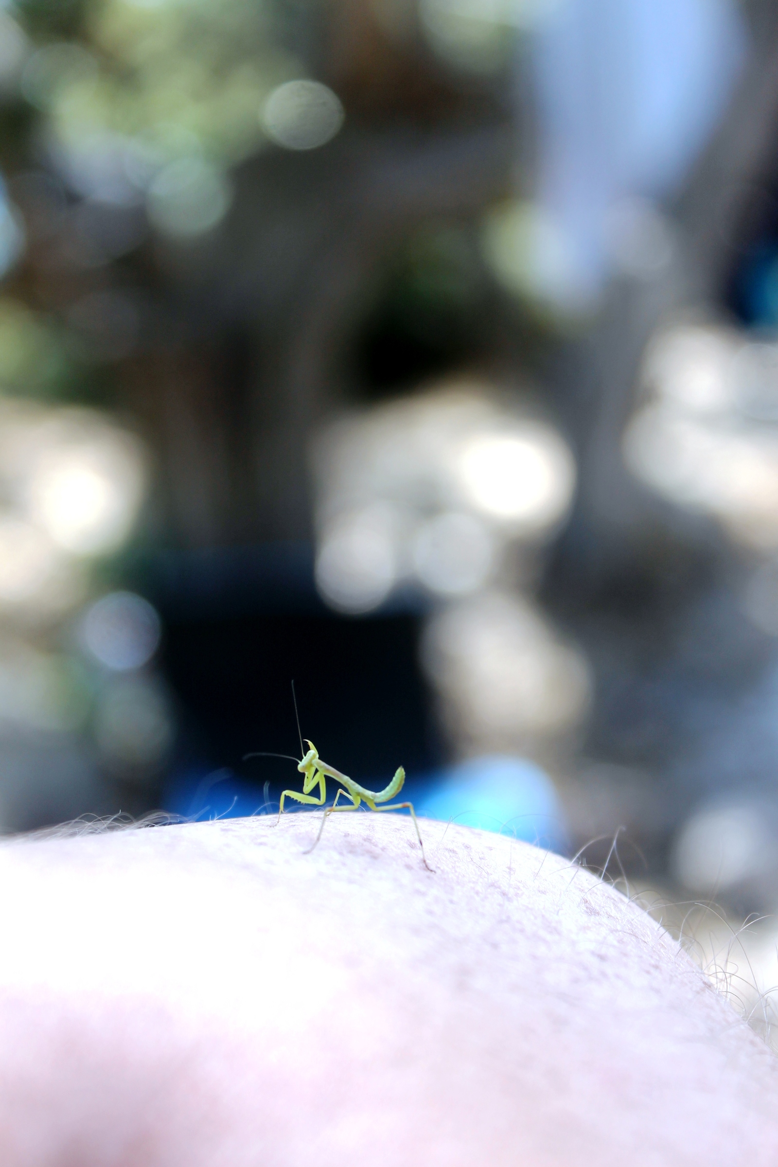 Photo with praying mantis - My, Mantis, Insects, Crimea, Hike, Longpost