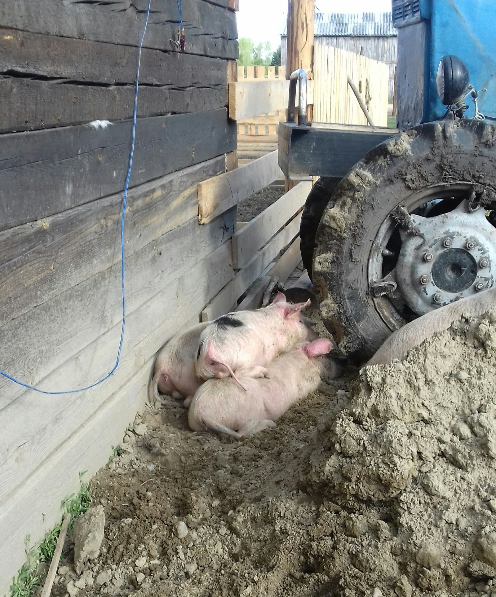 Pigs) - My, Piglets, Farm, Longpost