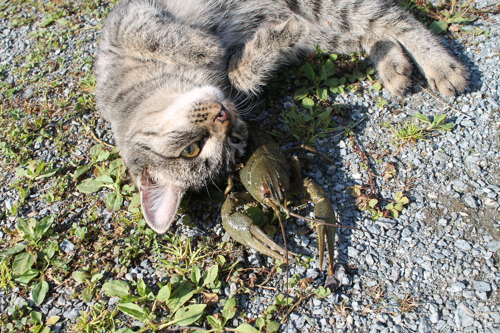 Love at first sight. - My, cat, Crayfish, Longpost