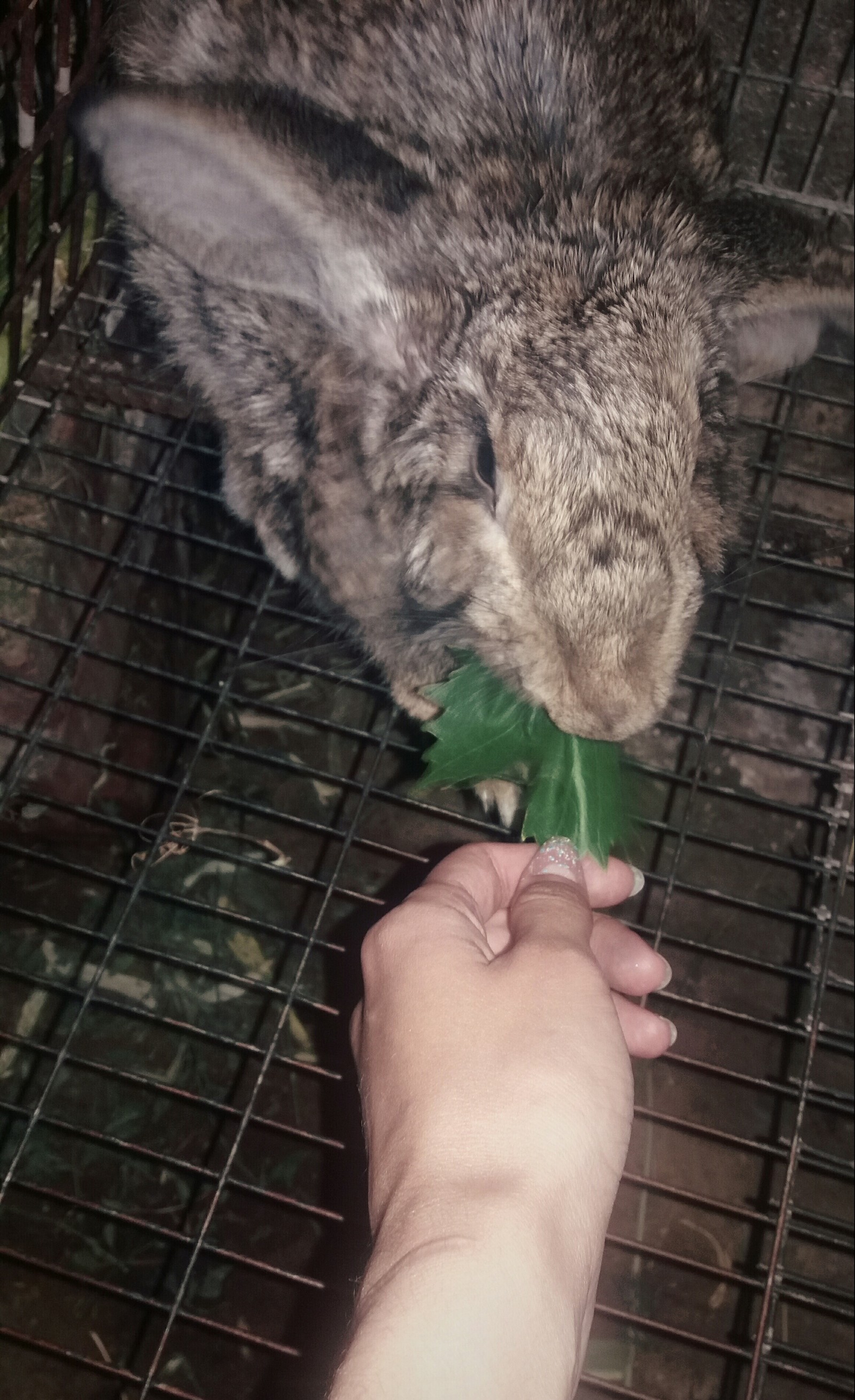 Replenishment)) - My, , Rabbit, Pets, Newborn, Longpost