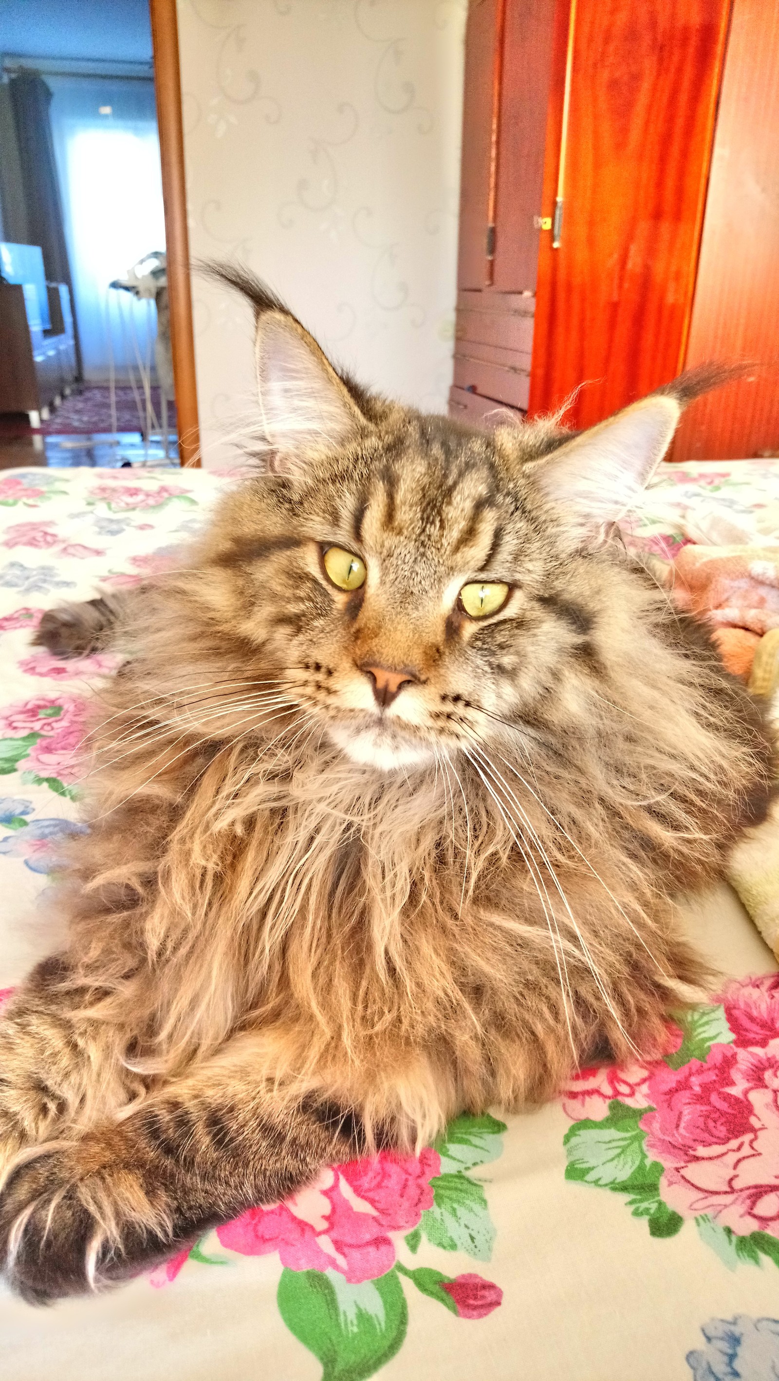 The morning does not begin with coffee - My, cat, Morning, Longpost, Maine Coon