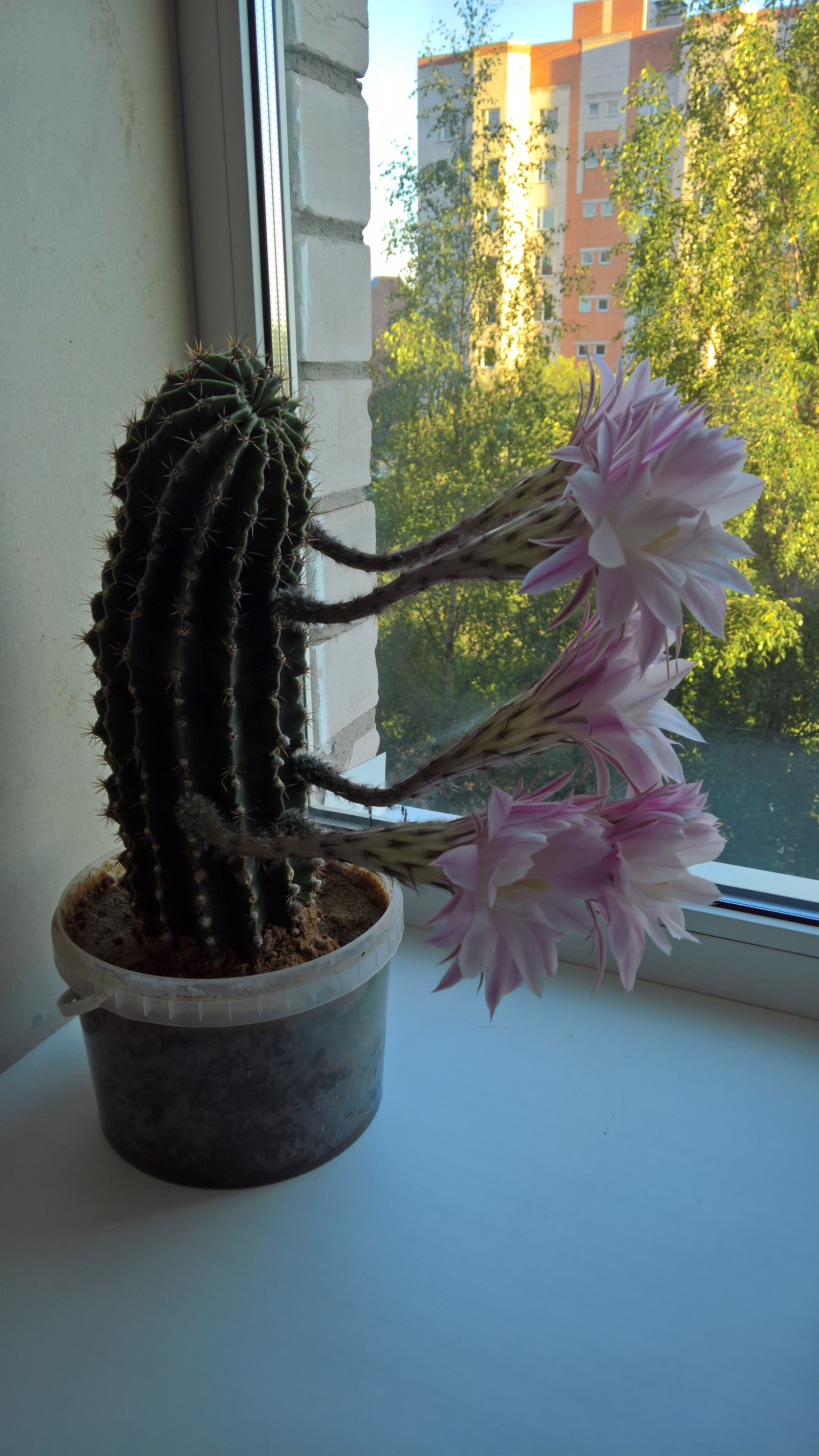 This cactus is clearly up to something... - My, Cactus, Bloom, Monster, The photo, 