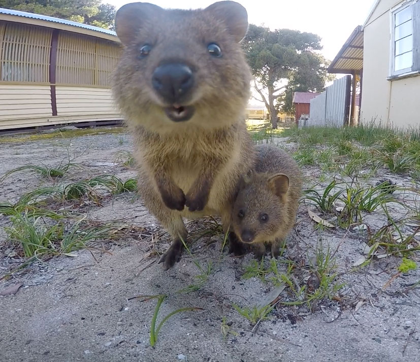 Hello! - Quokka, Milota, The photo