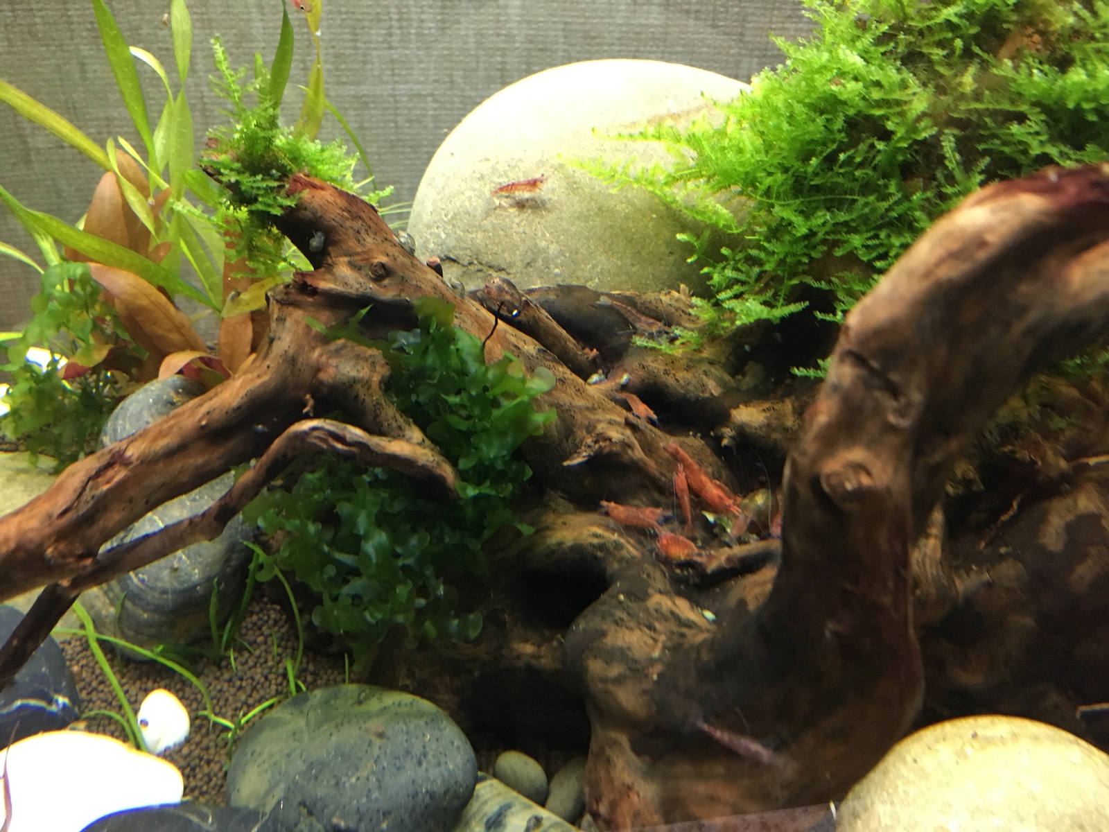 My first shrimp. - My, Aquarium, Shrimps, Hobby, Living water, Longpost