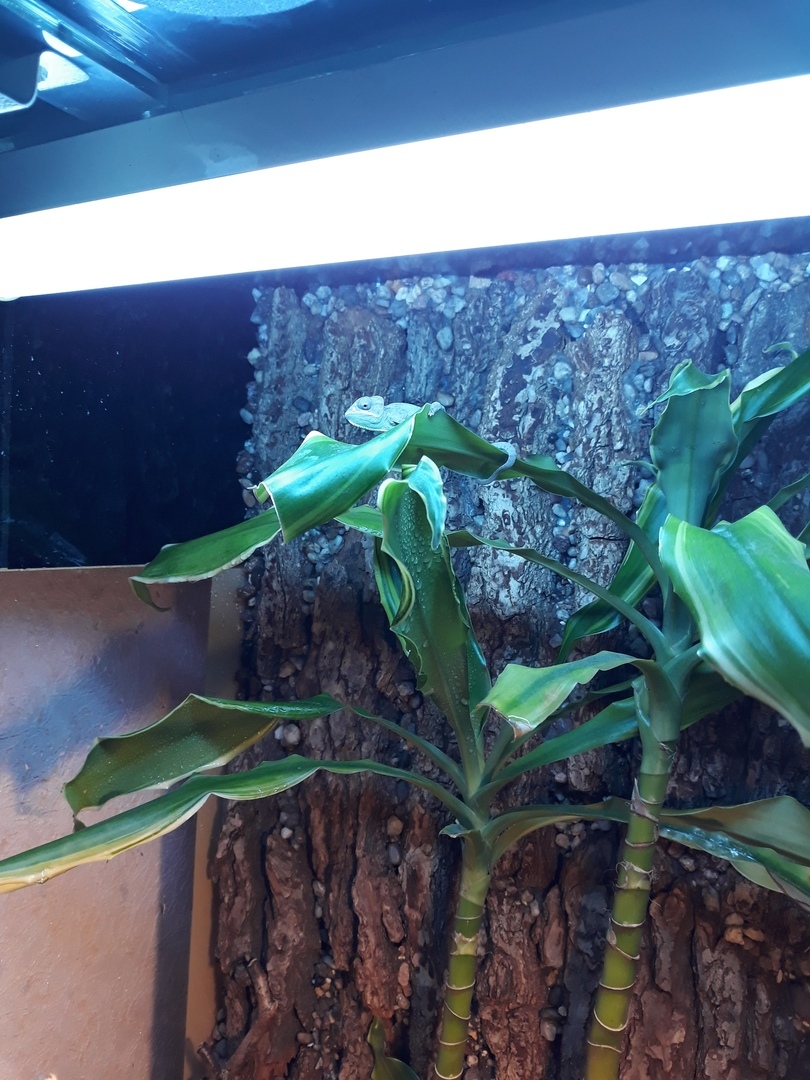 Home chameleon or how to add a little exotic to life part 2 - My, Chameleon, , Pets, Terrariumistics, Longpost