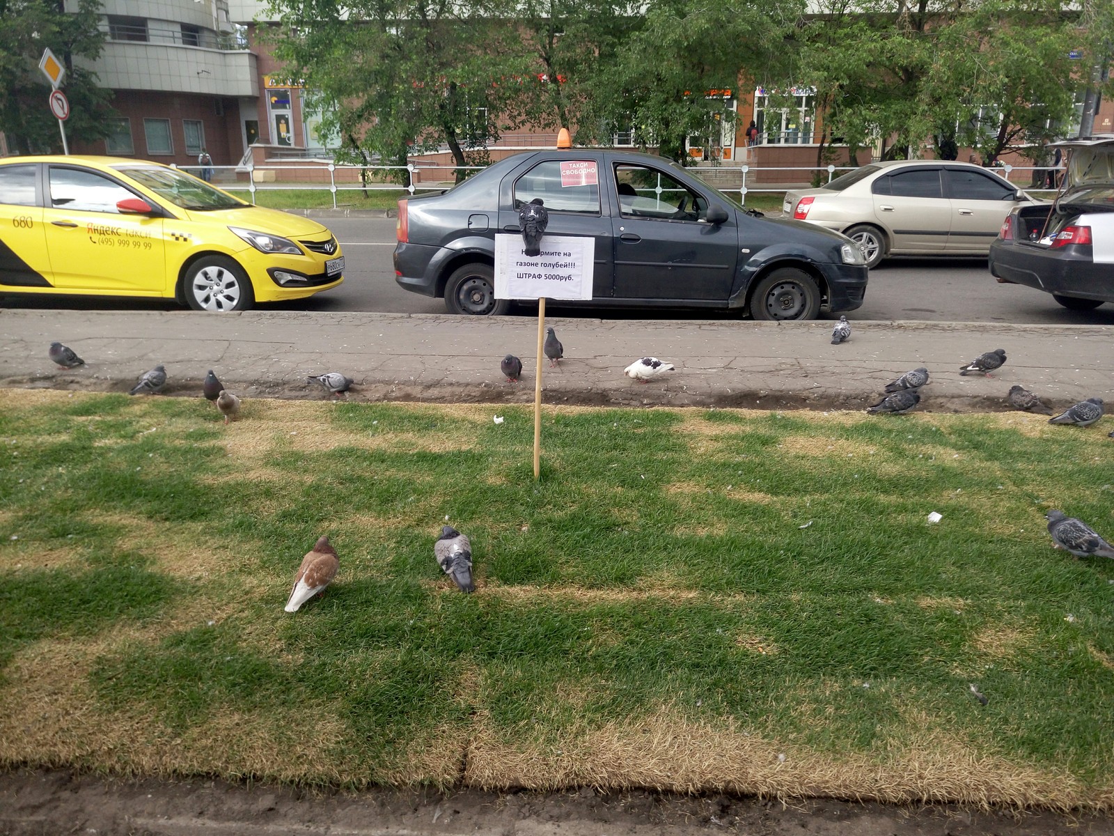 Don't feed the pigeons - Pigeon, Табличка, Fine